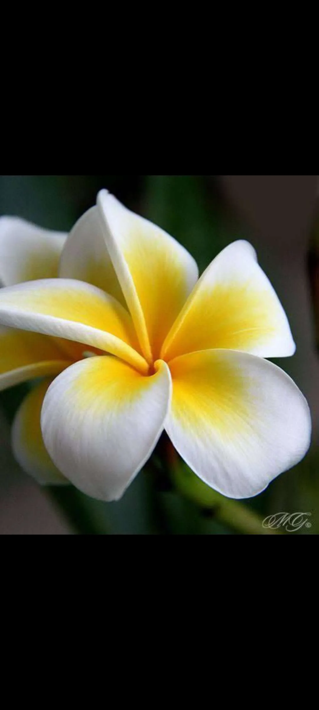 White Champaca  ดอกไมสขาว จดดอกไม ธรรมชาต