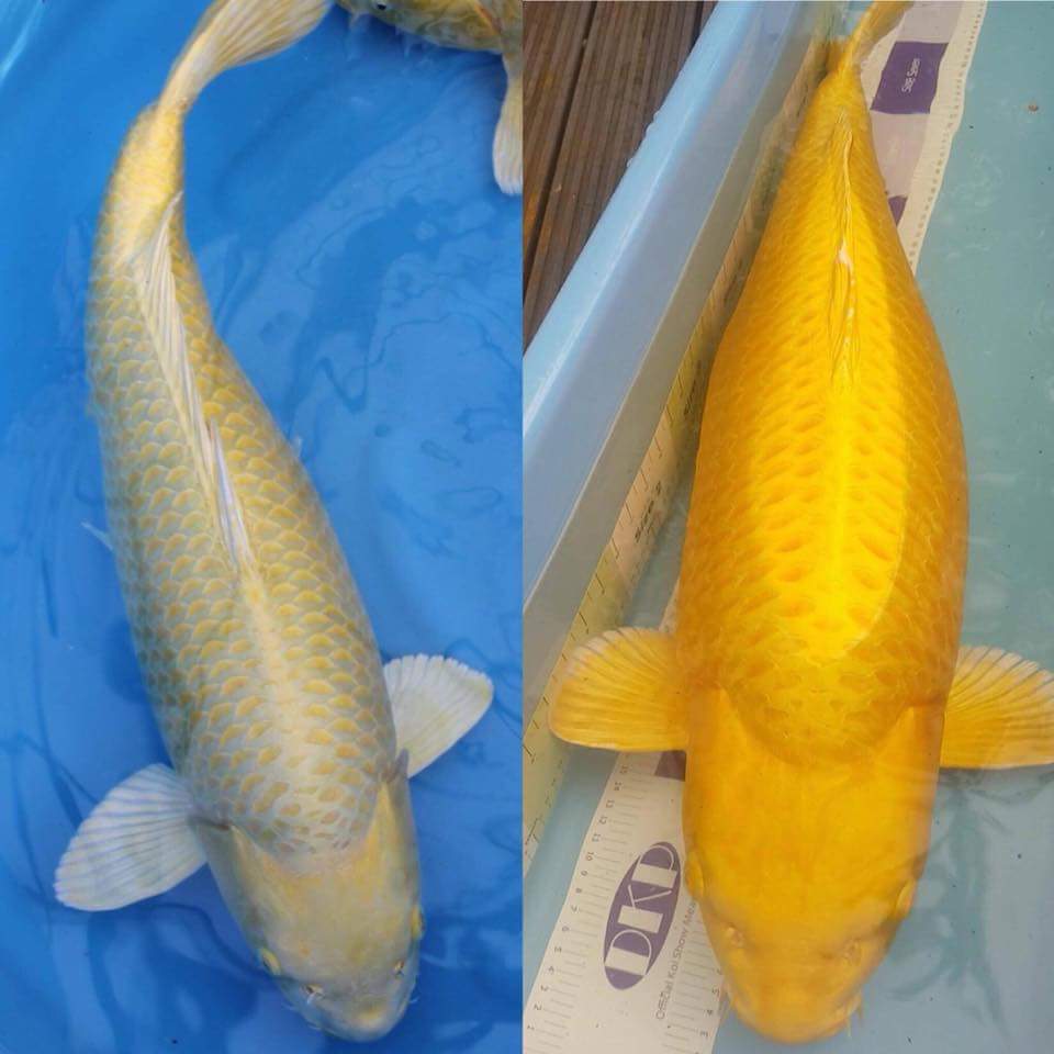 Buy original Japanese Koi fish online in India from our online store