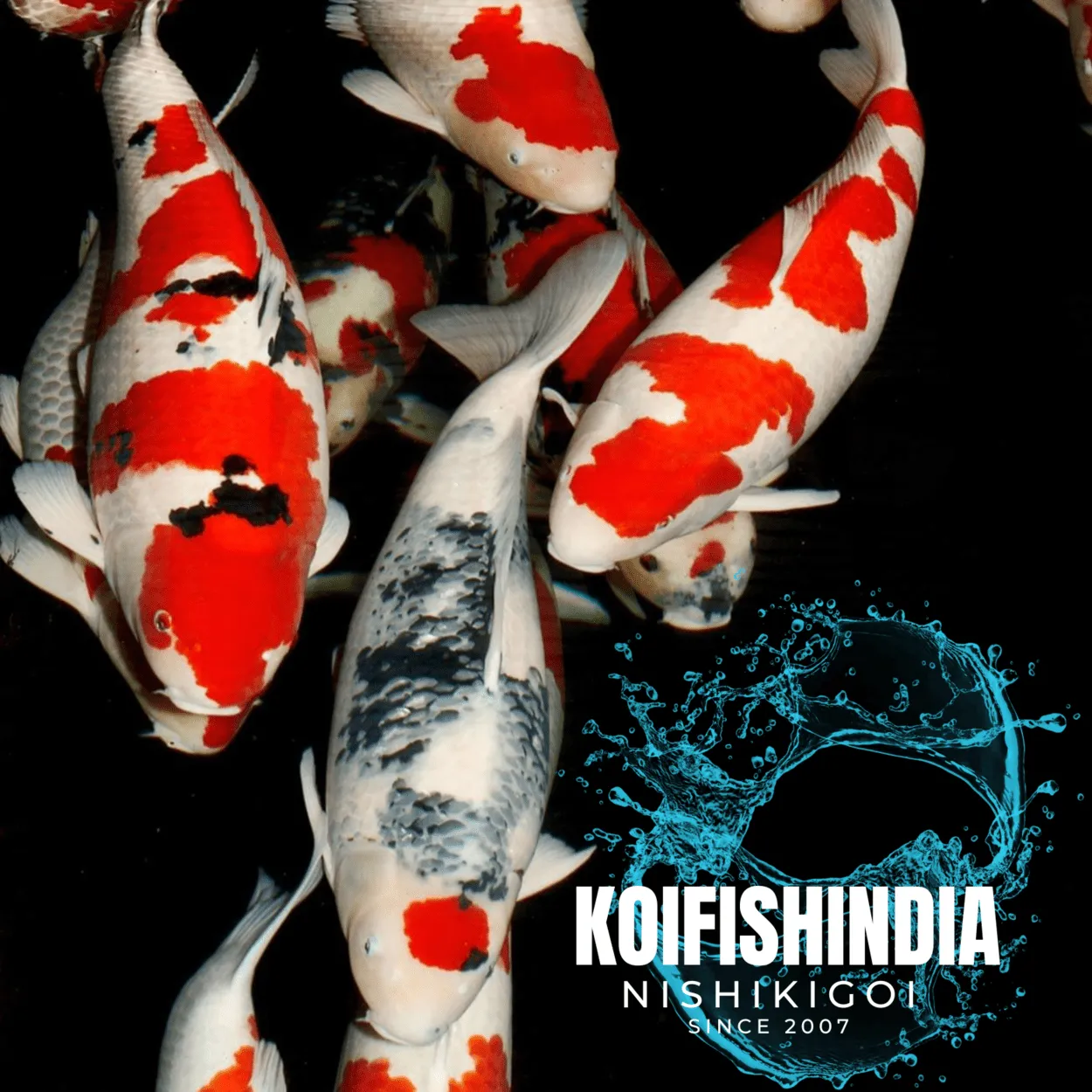 Buy original Japanese Koi fish online in India from our online