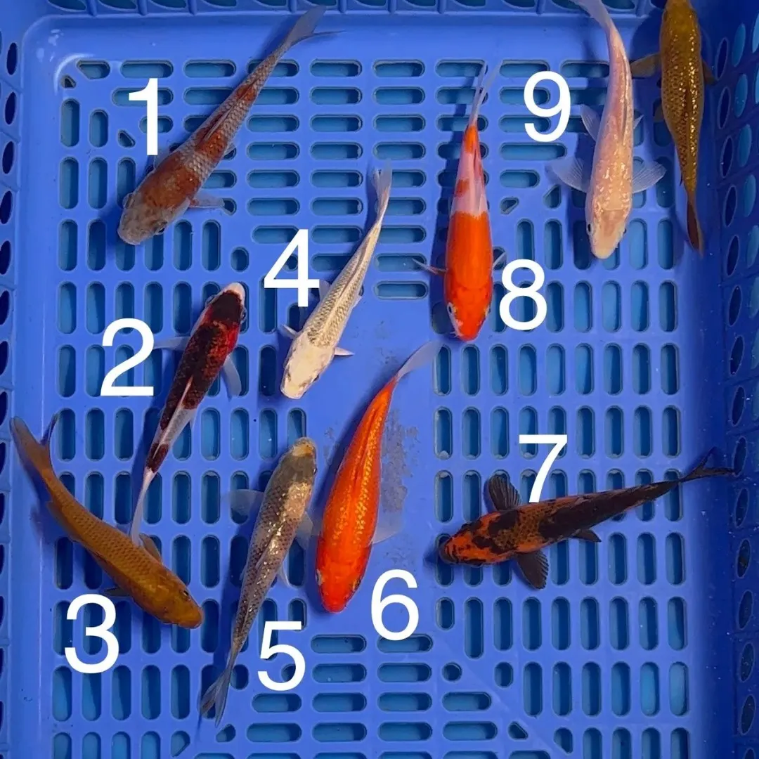 Group Koi