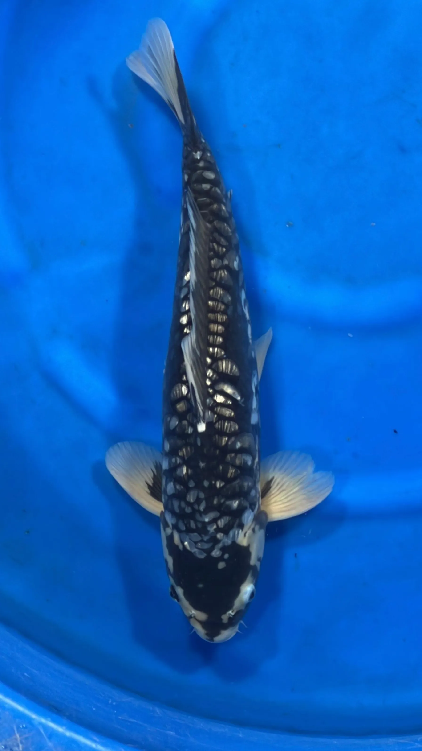 Doitsu Black Diamond 50cm [Female] - MFP3 - Buy Jumbo Japanese koi