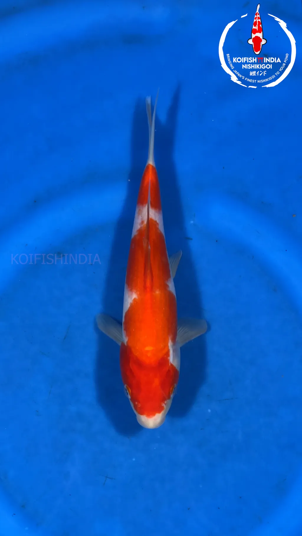 Kohaku 25cm - MFP7 - 72 - Buy original Japanese Koifish online in