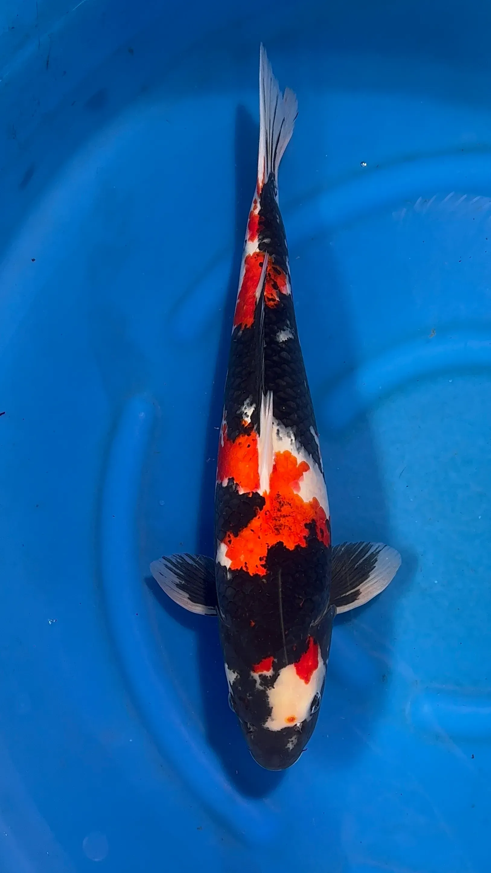 Koi shop fish online