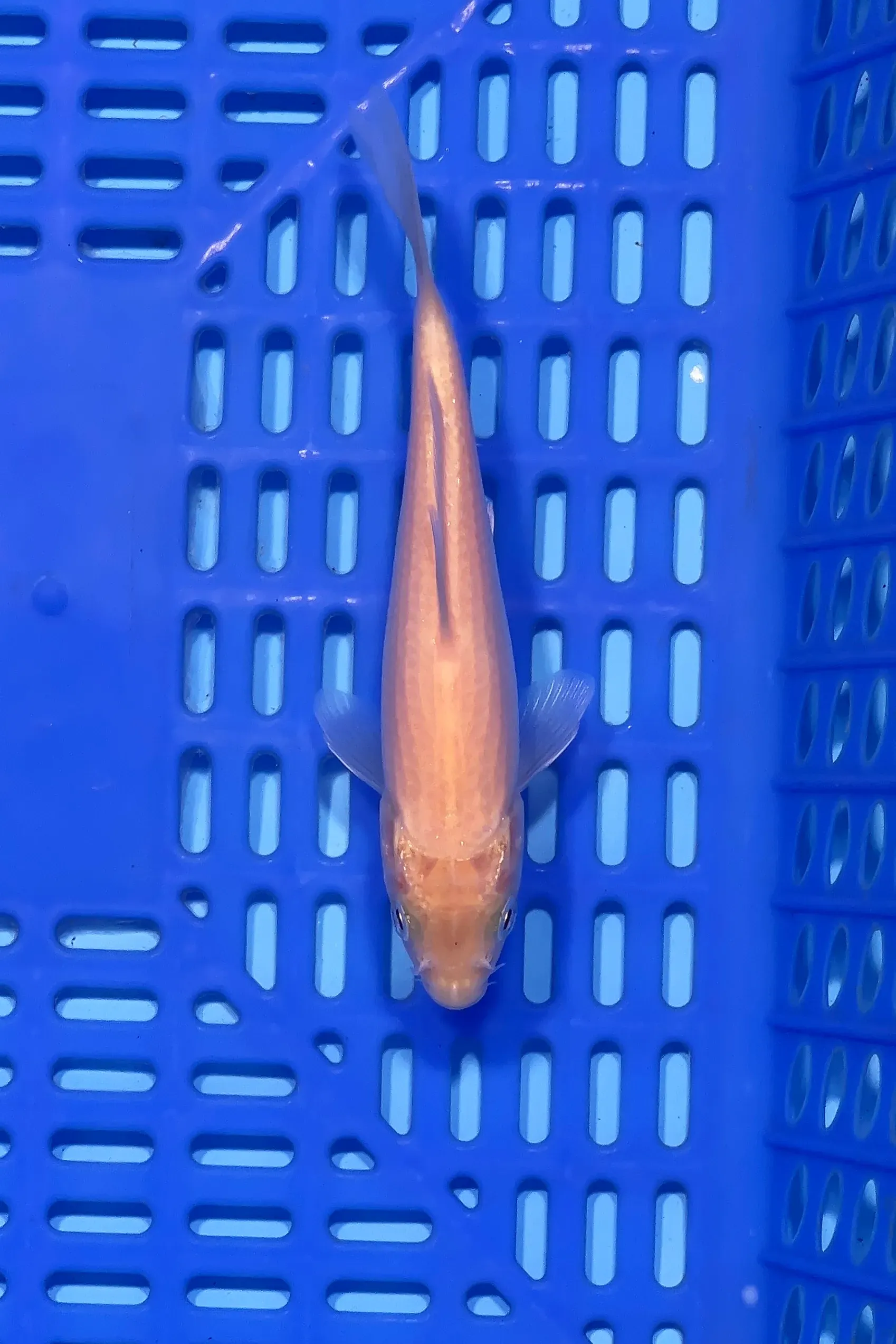 Buy Original Japanese koi fish Under ₹10,000 range in India