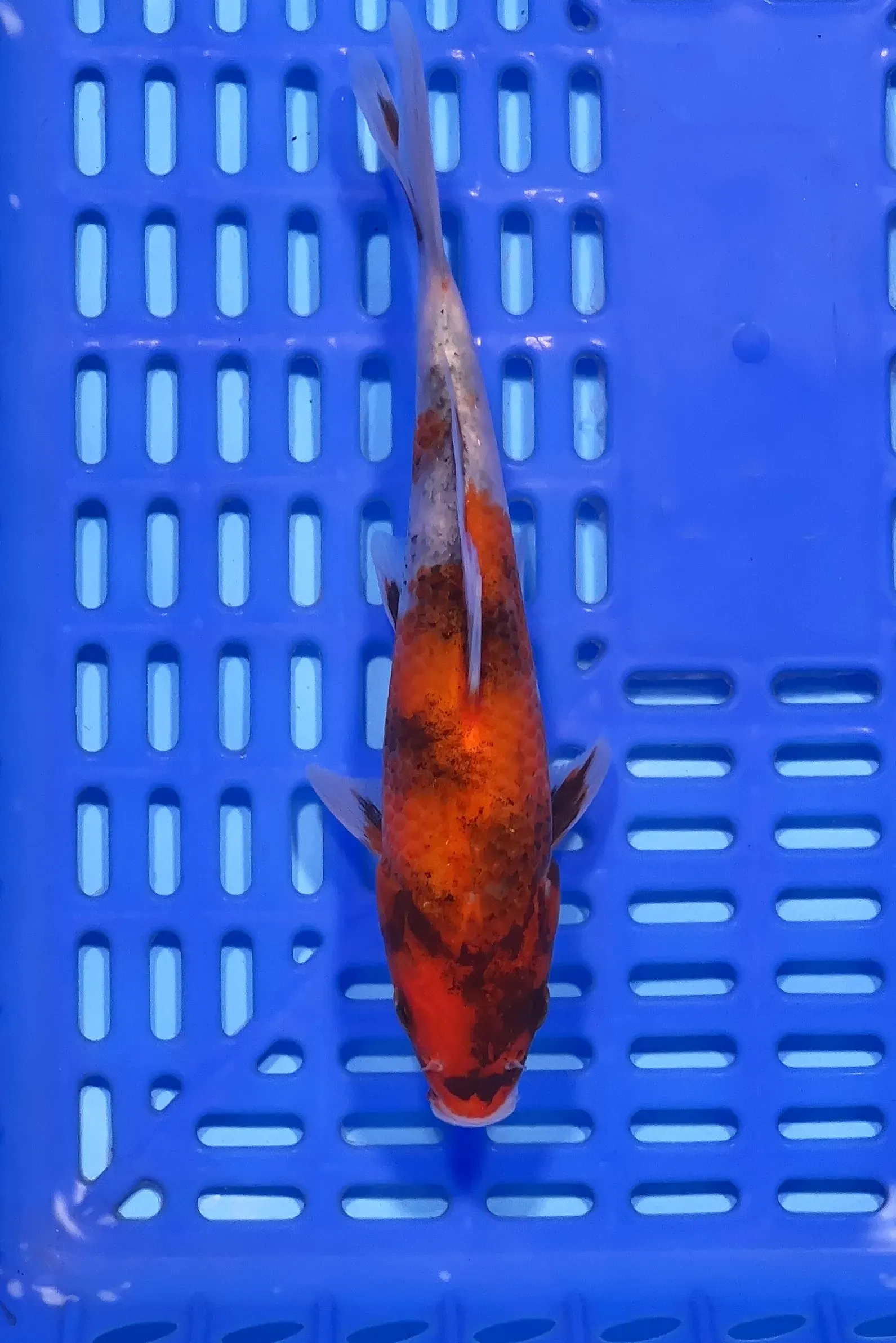 Buy Original Japanese koi fish Under ₹10,000 range in India
