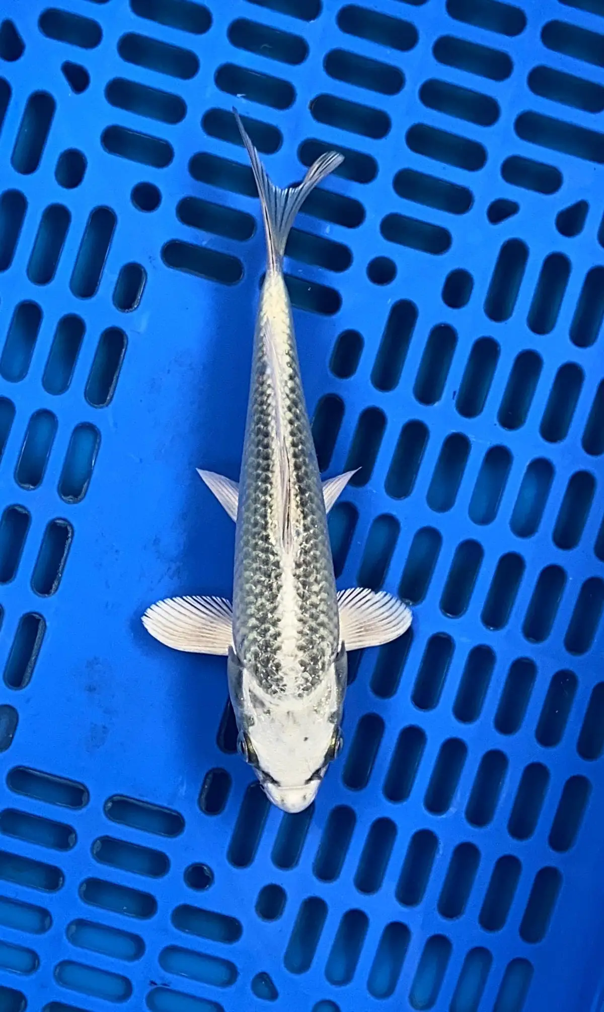 Kabuto 19cm NFP7 Buy Japanese Koi Fish For Sales Online In India