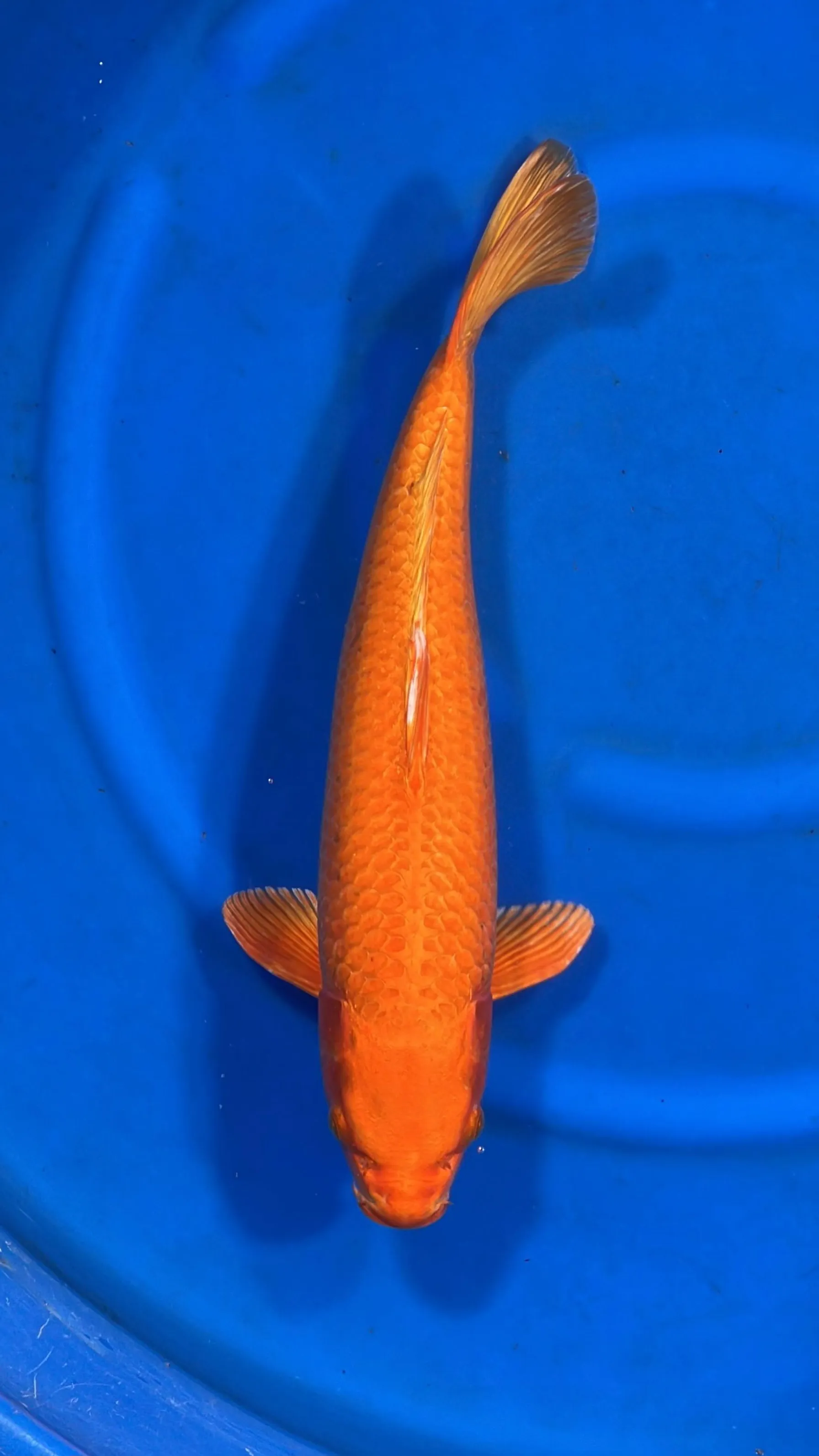 Orange Ogon 50cm - MFP3 - Japanese Koi fish online in India