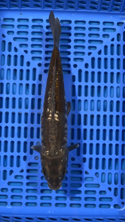 Buy Doitsu Koi fish Varieties Online in India