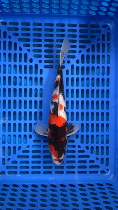 Koi fish eggs for sale hotsell