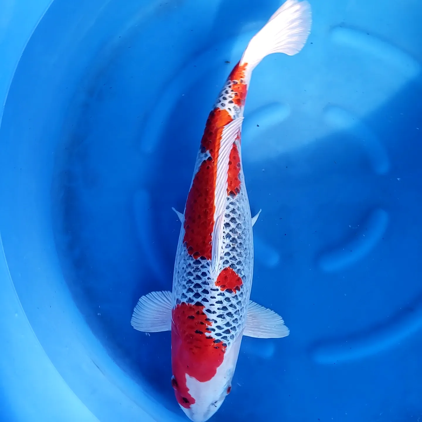 Buy koi fish online best sale