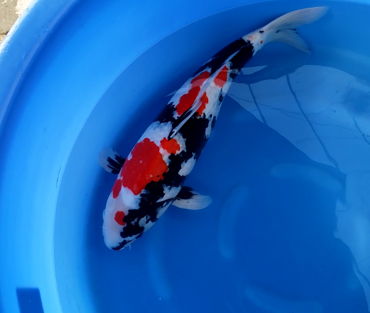 Koi japanese fish hotsell