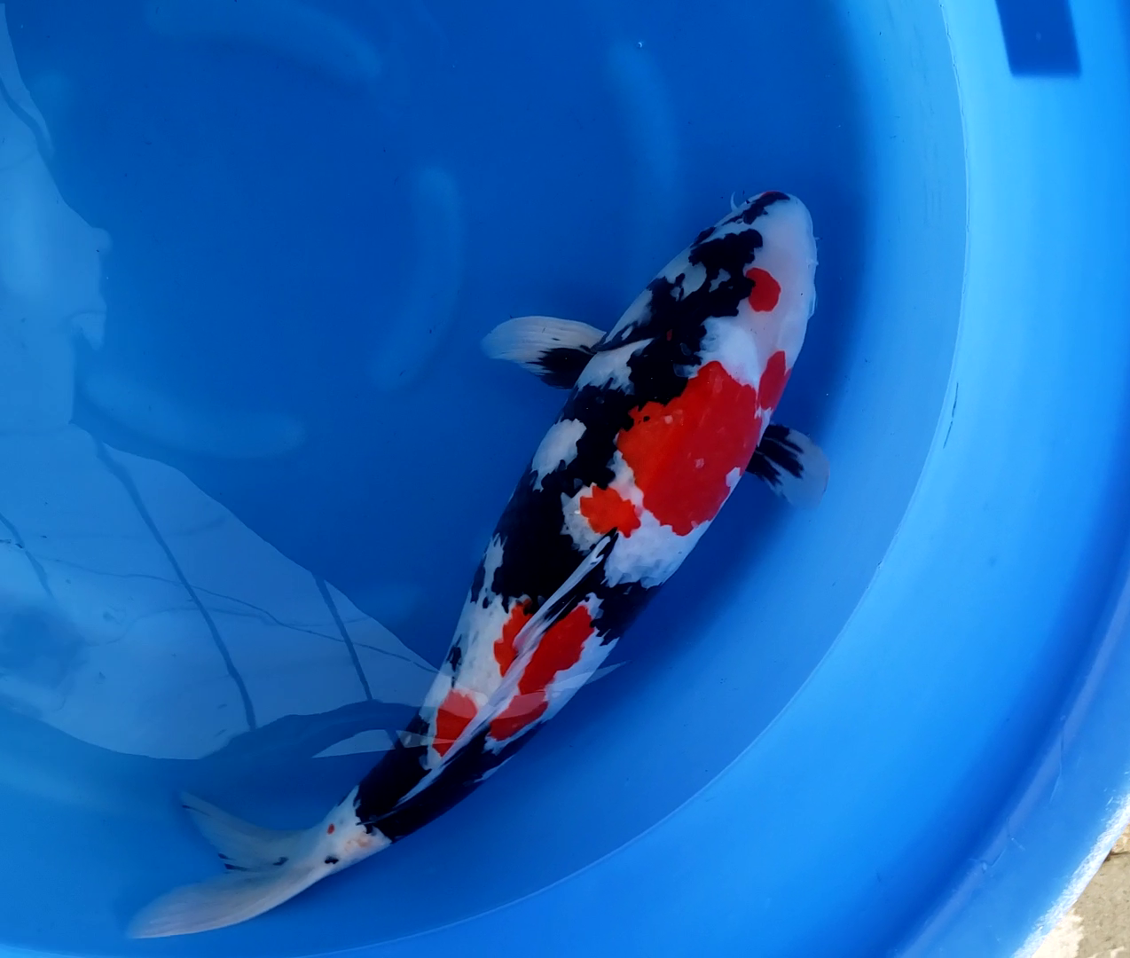 Buy original Japanese Koi fish online in India from our online store koifishindia.in