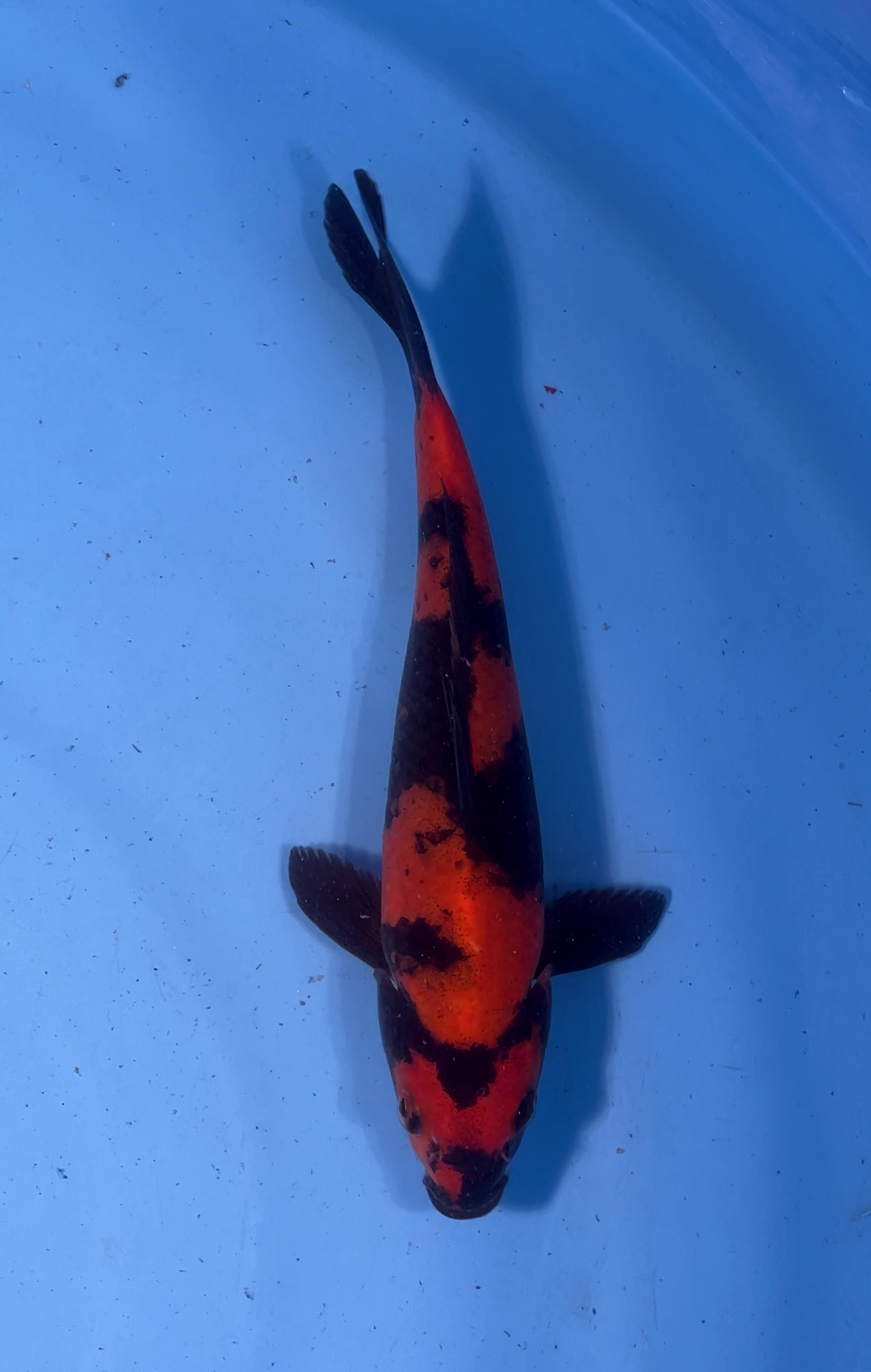 Buy original Japanese Koi fish online in India from our online store koifishindia.in