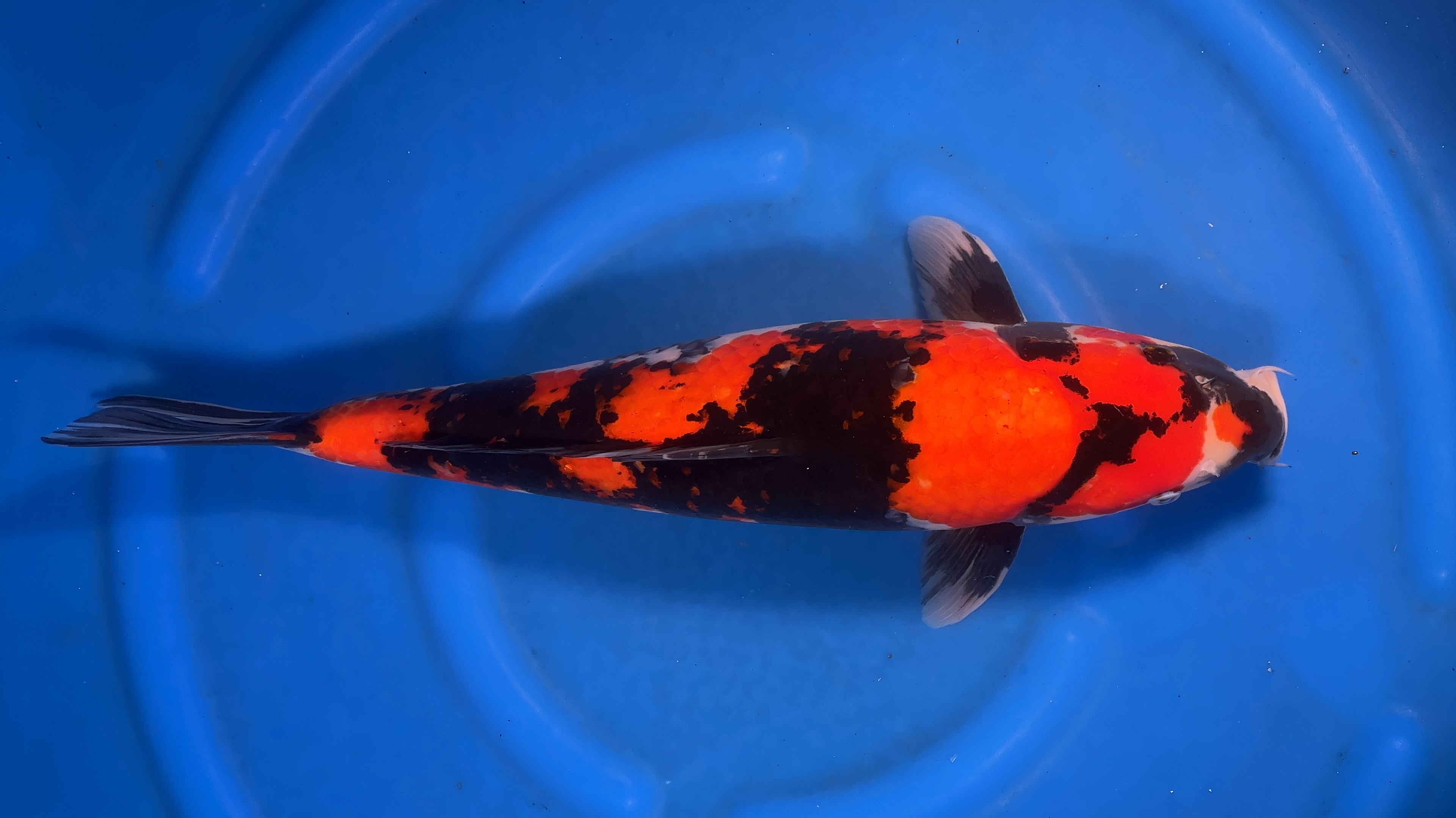 Koi japanese fish best sale