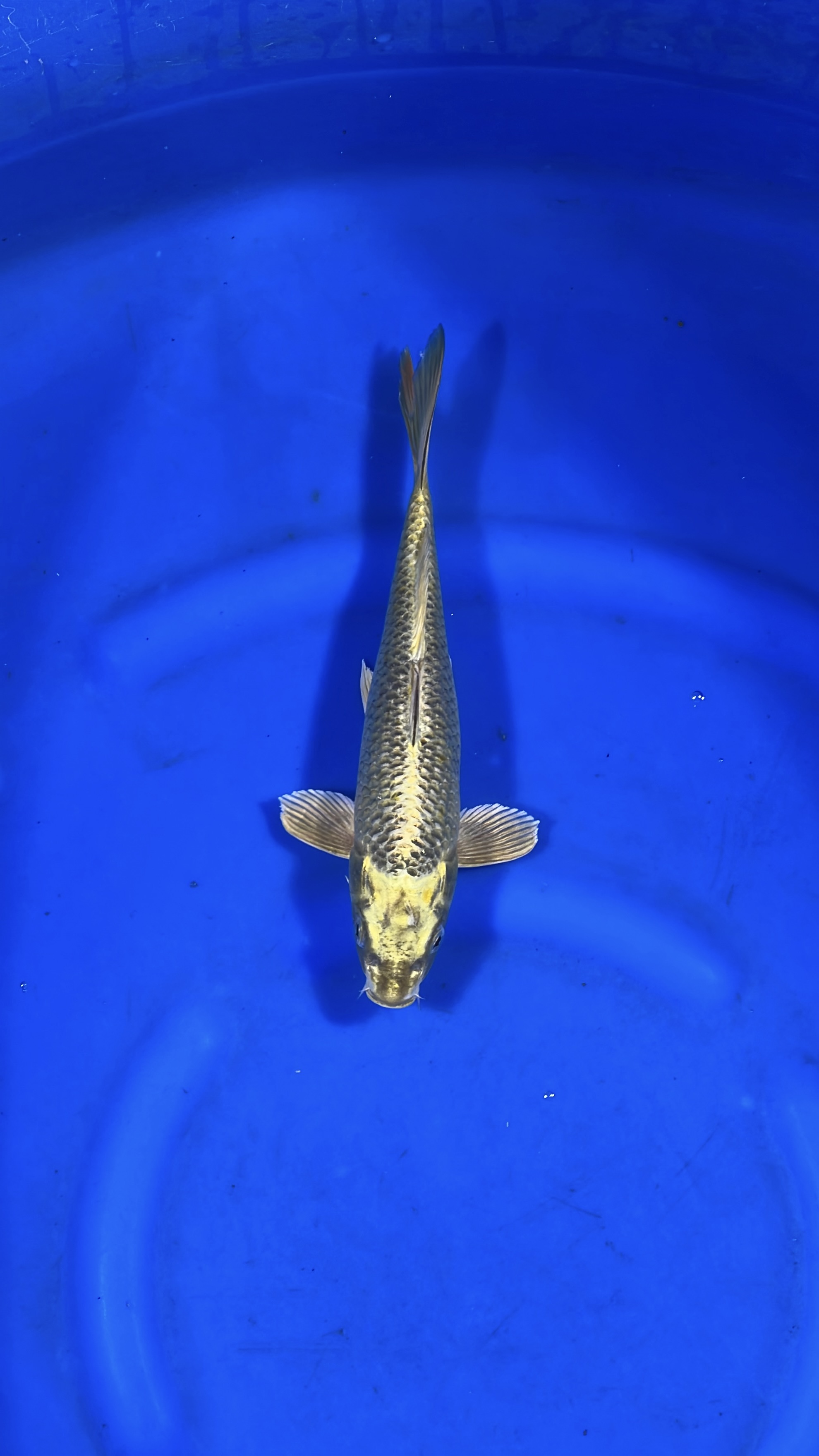 Golden Mukashi Ogon 30cm NFP4 Buy Japanese koi fish Online for