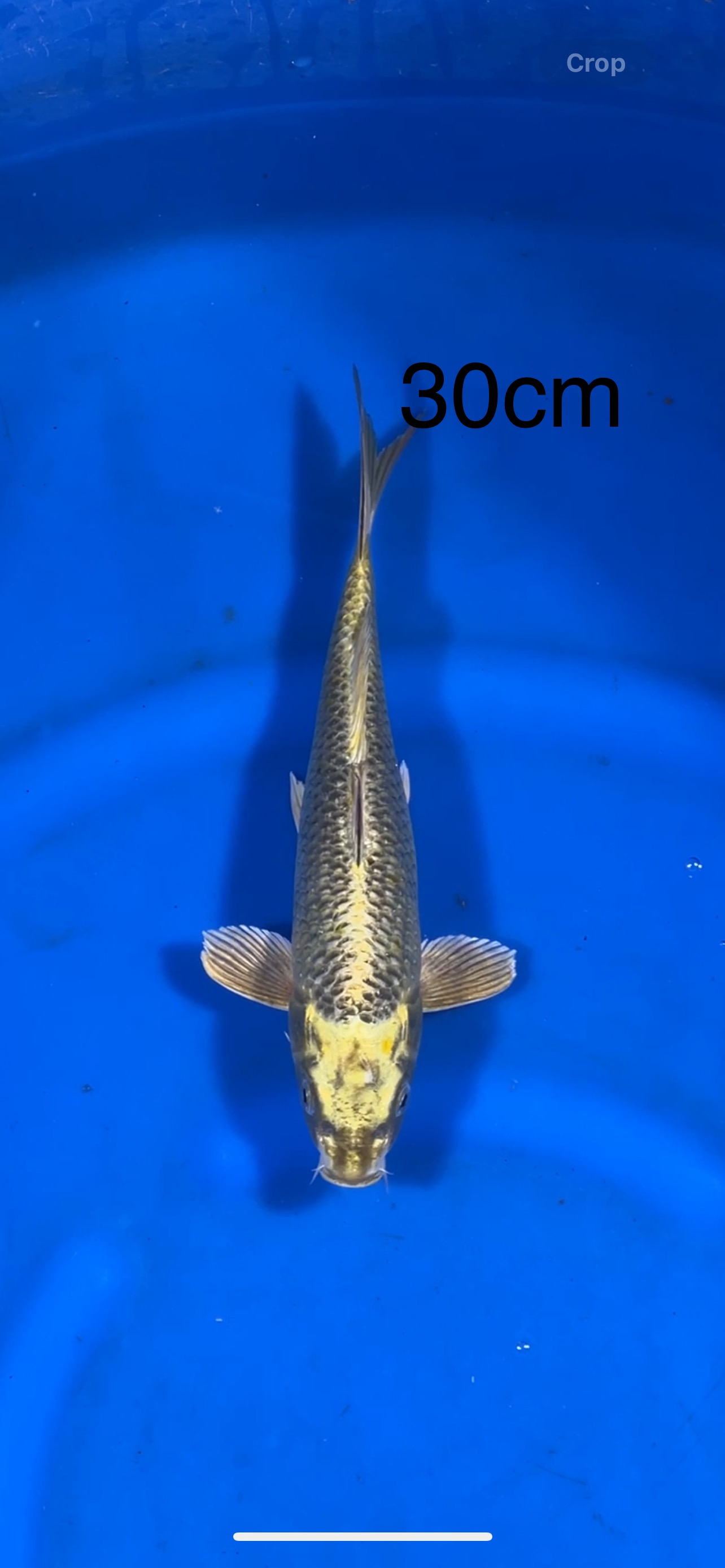 Golden Mukashi Ogon 30cm NFP4 Buy Japanese koi fish Online for