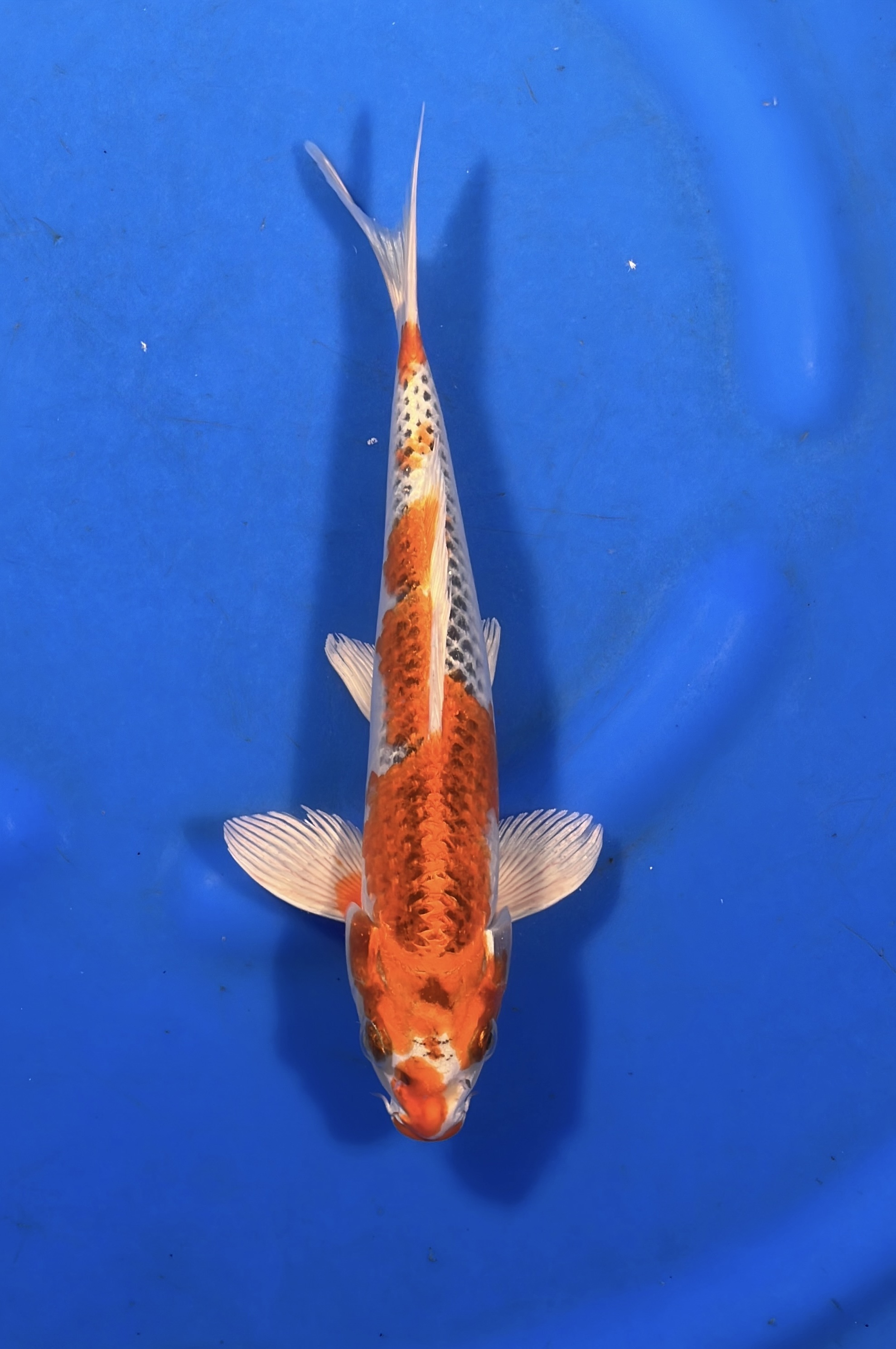 Kujaku 28cm- NFP7 Buy Japanese Koi Fish For Sales Online In India