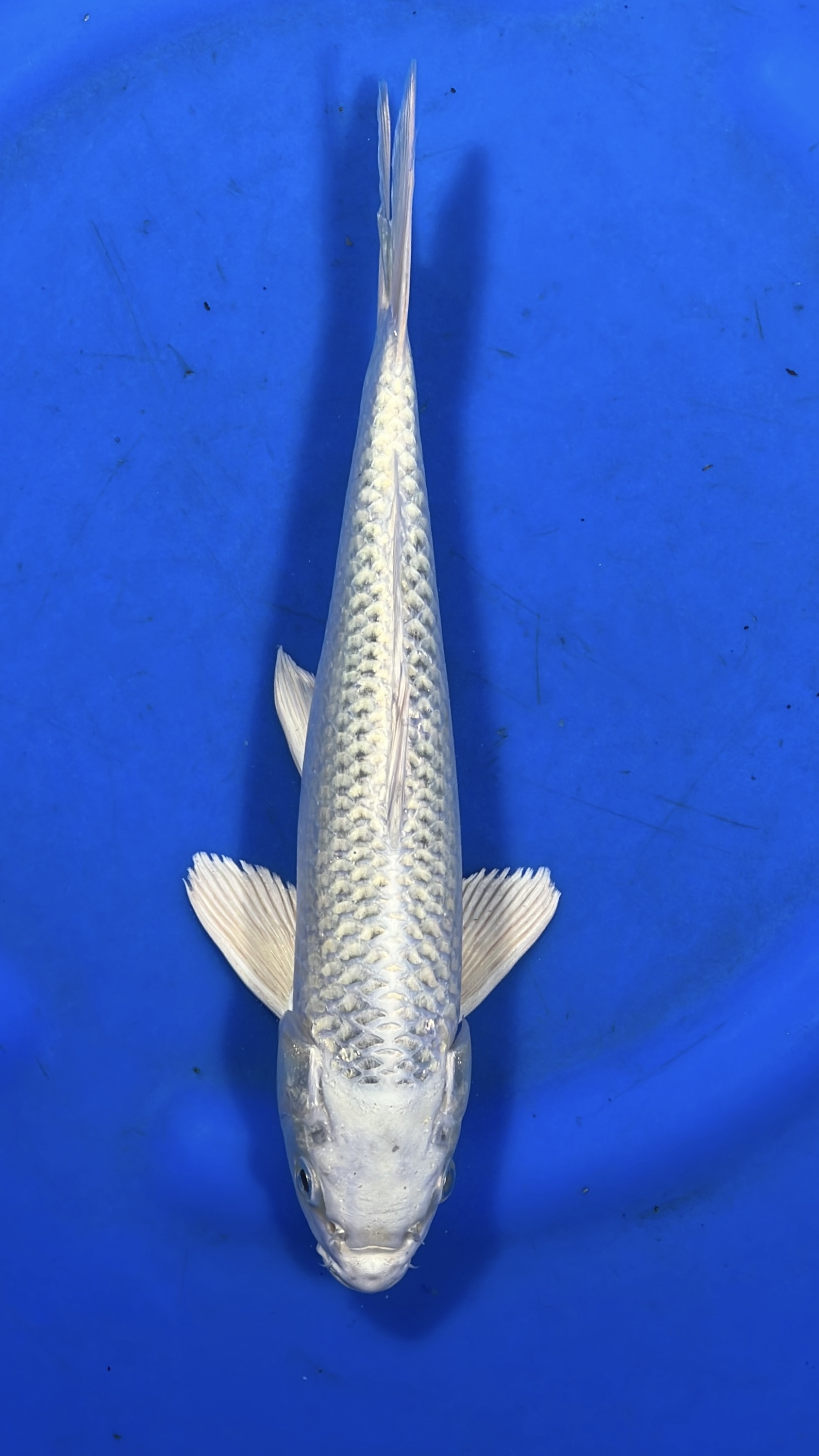 Mukashi Ogon 29cm NFP4 Buy Japanese koi fish Online for sales