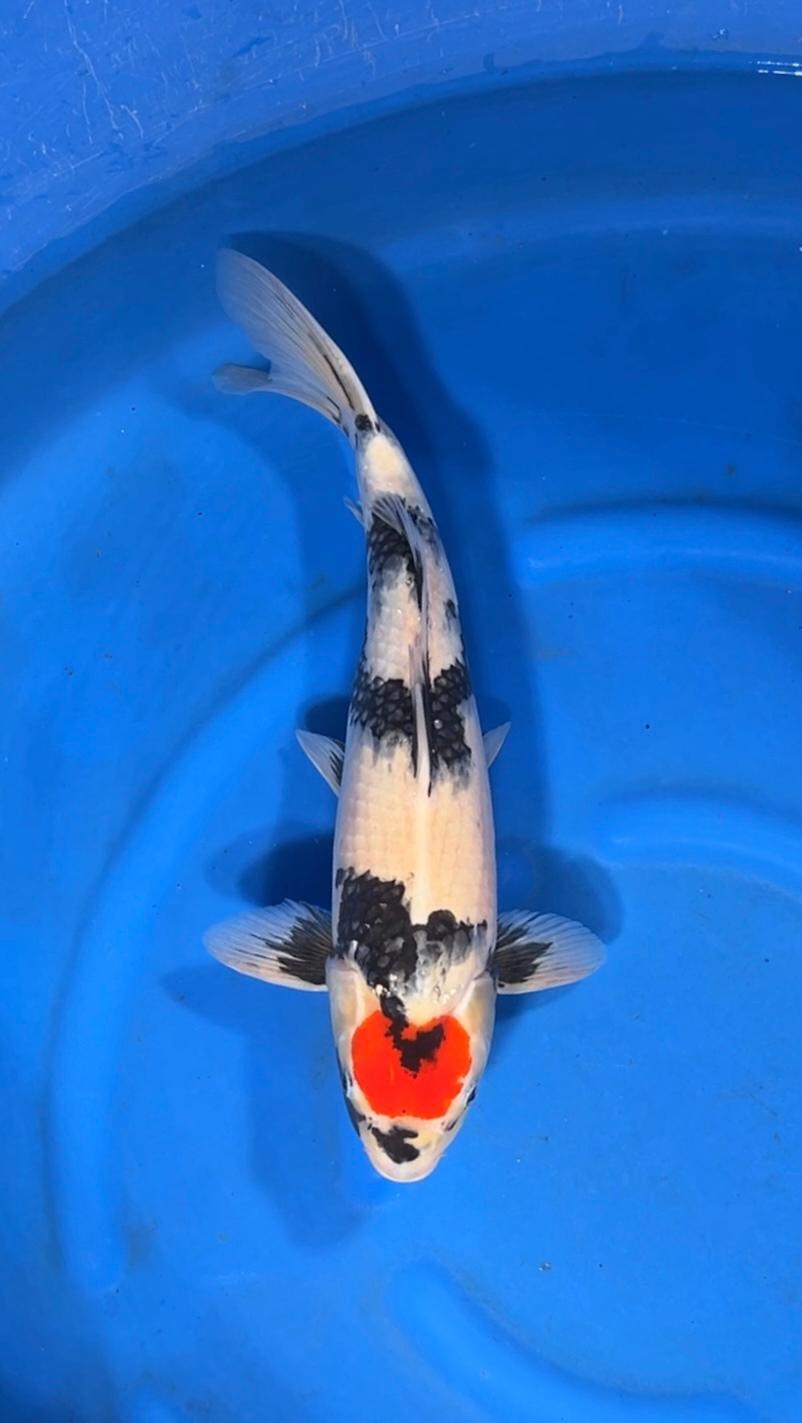 Buy original Japanese Koi fish online in India from our online store koifishindia.in