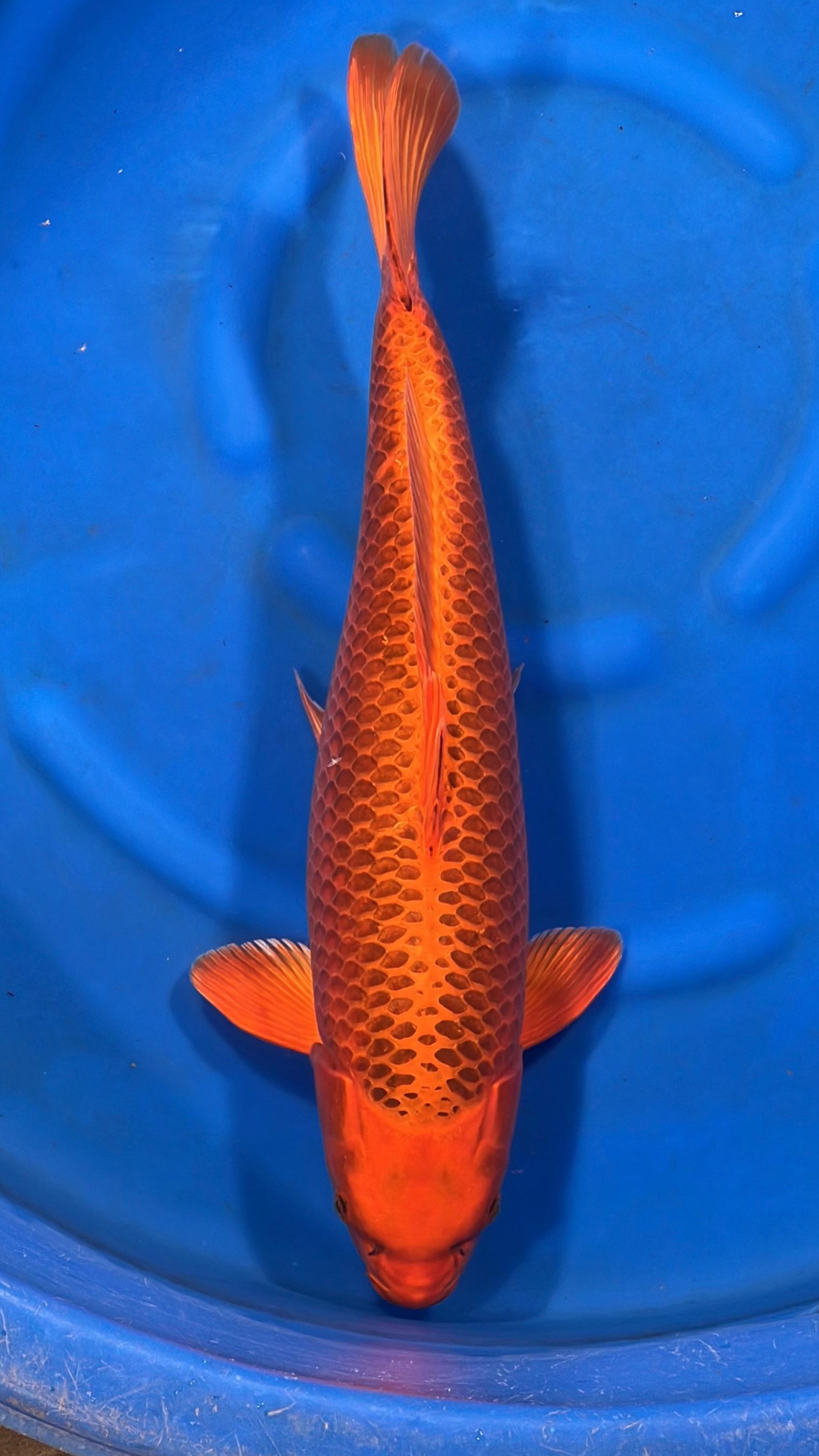Kin Matsuba [Female] 62cm MFP3 Buy Japanese koi fish for sales