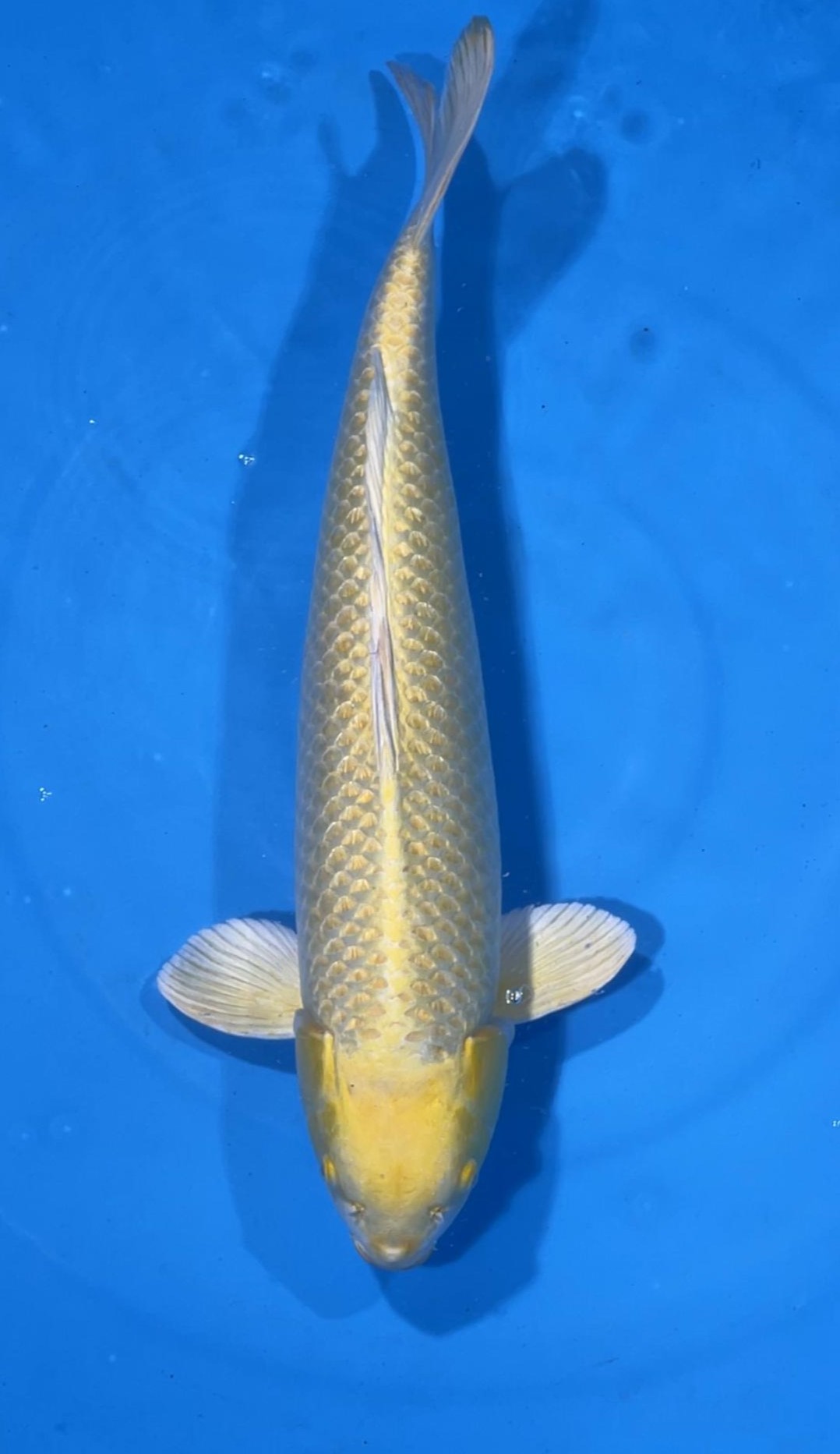 Yamabuki Ogon 75cm MFP3 Buy Japanese koi fish for sales online