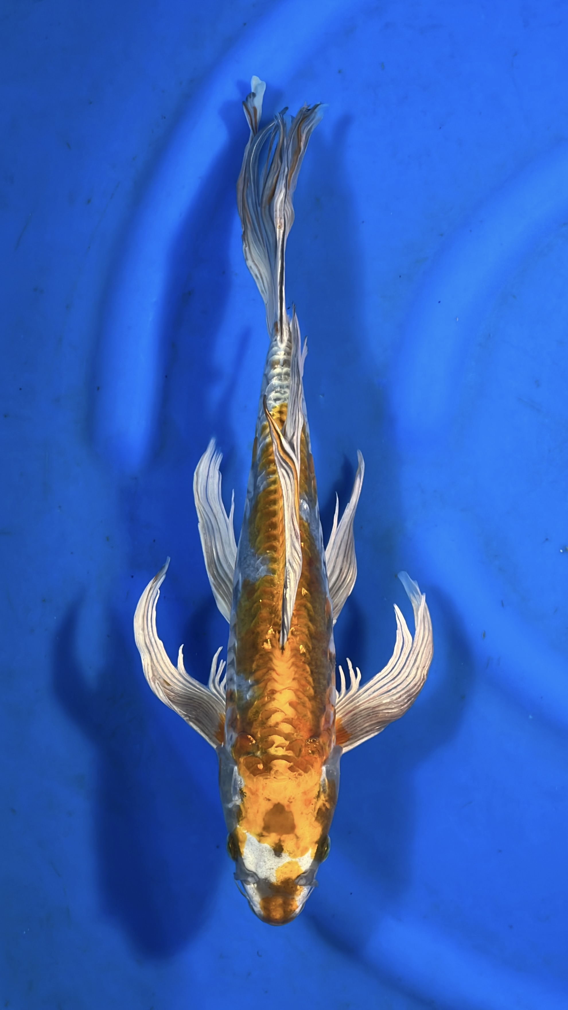 Kikokuriyu Long fin 45cm NFP7 Buy Japanese koi fish for sales