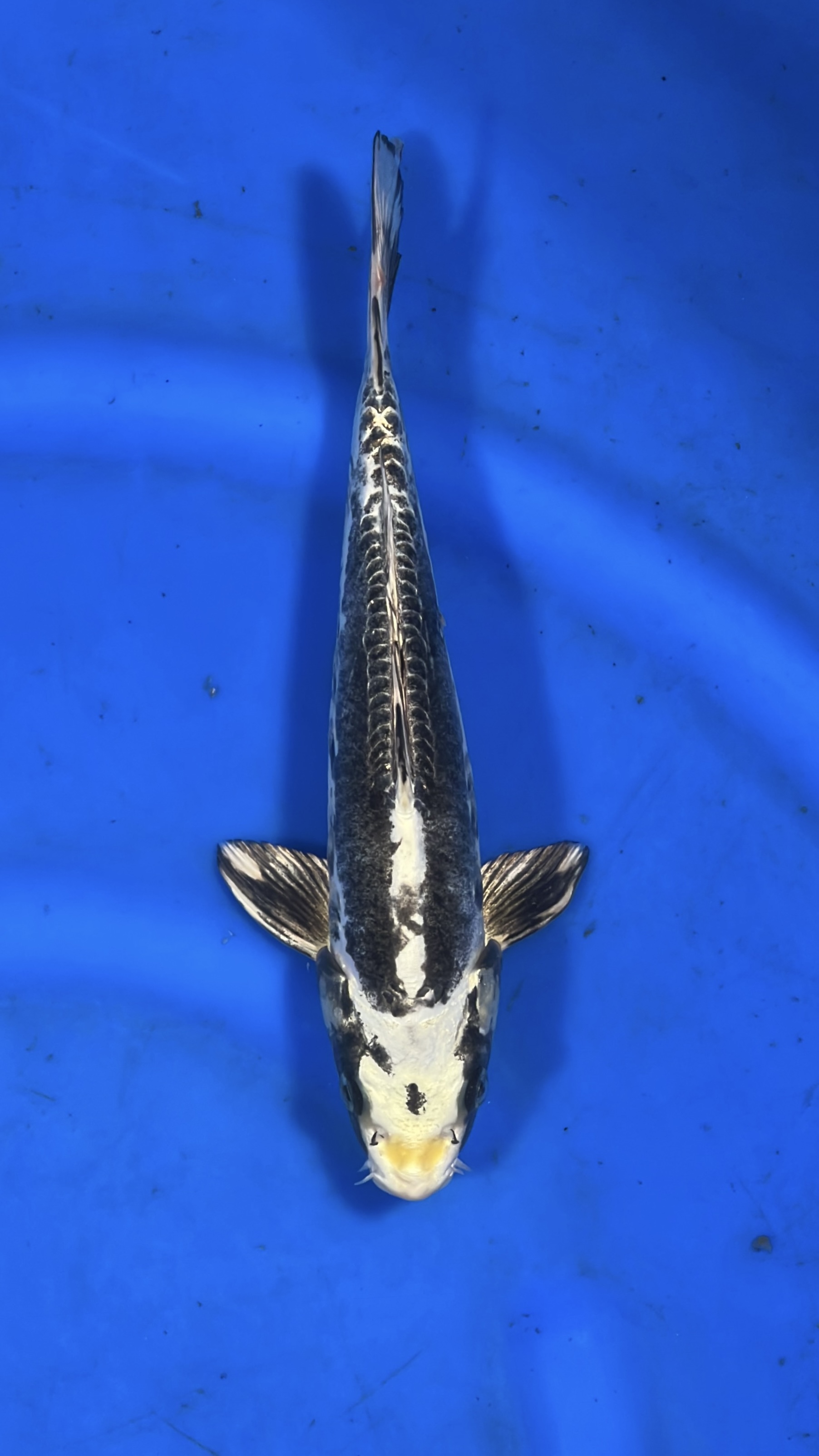 Kikokuriyu 29cm NFP7 Buy Japanese Koi Fish For Sales Online In