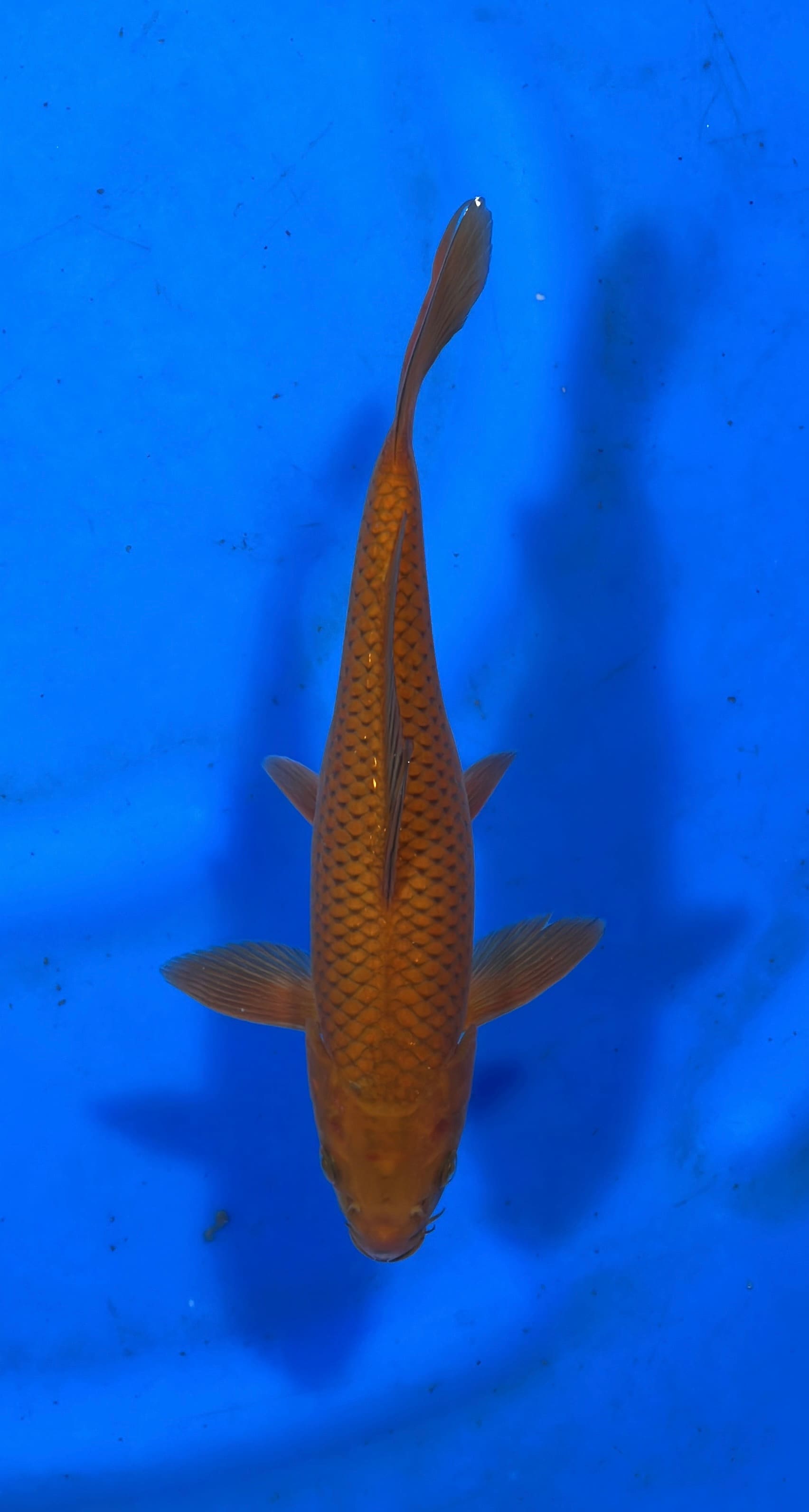Buy Original Japanese koi fish Online in India