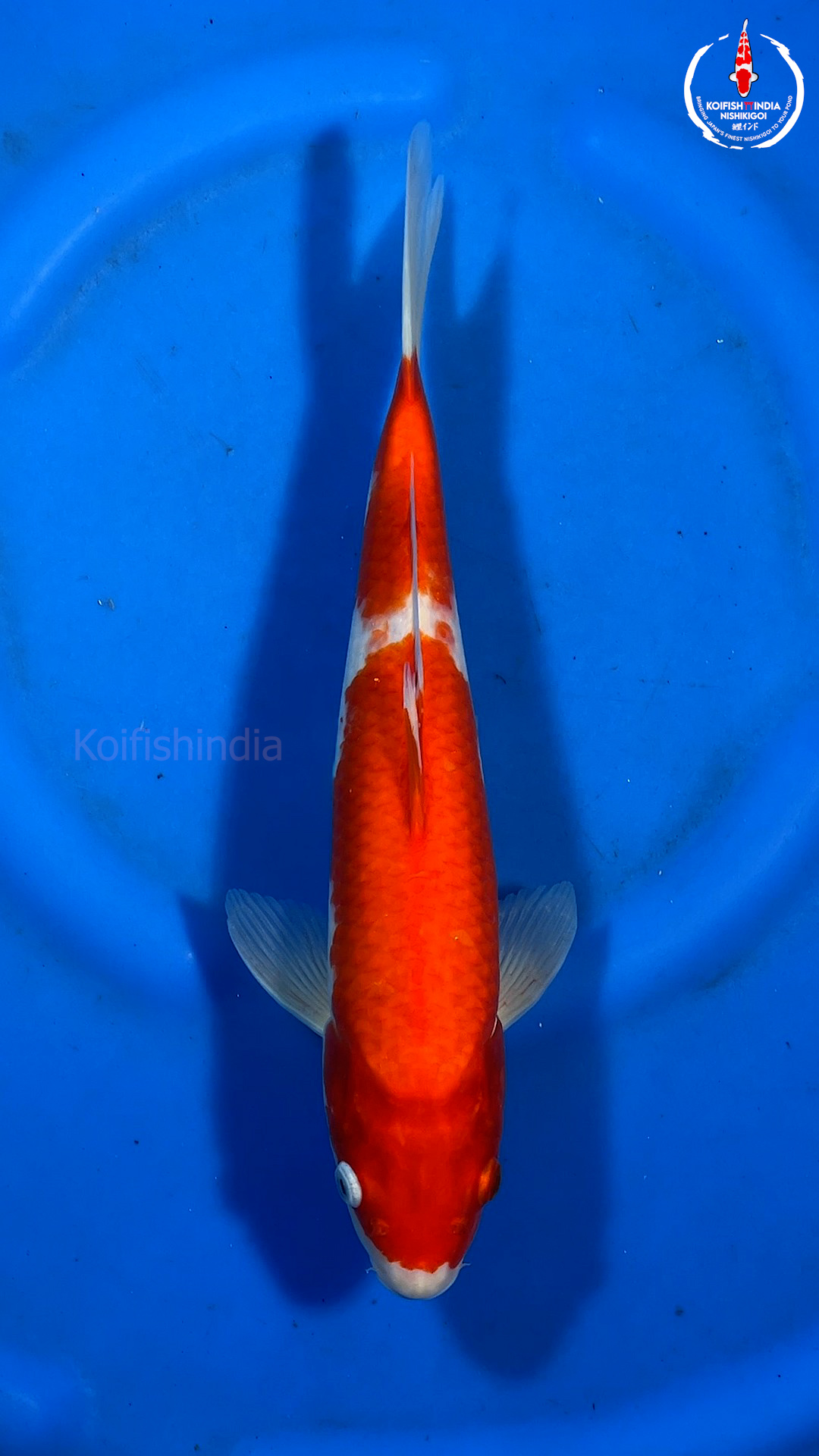 2 Step Kohaku 37cm - NFP9 - 4 - Buy original Japanese Koifish