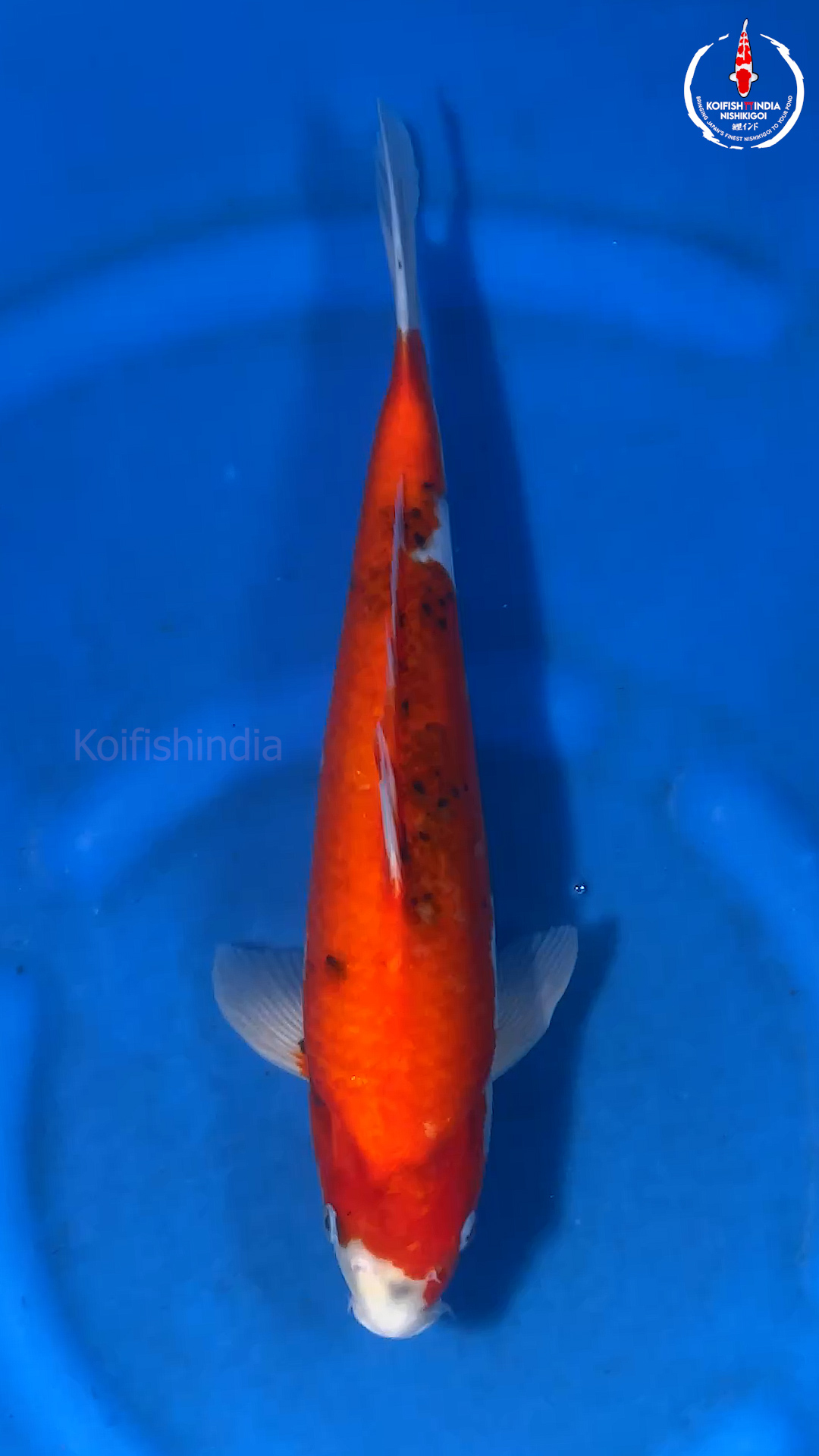Showa 40cm NFP9 38 Buy original Japanese Koifish online in India