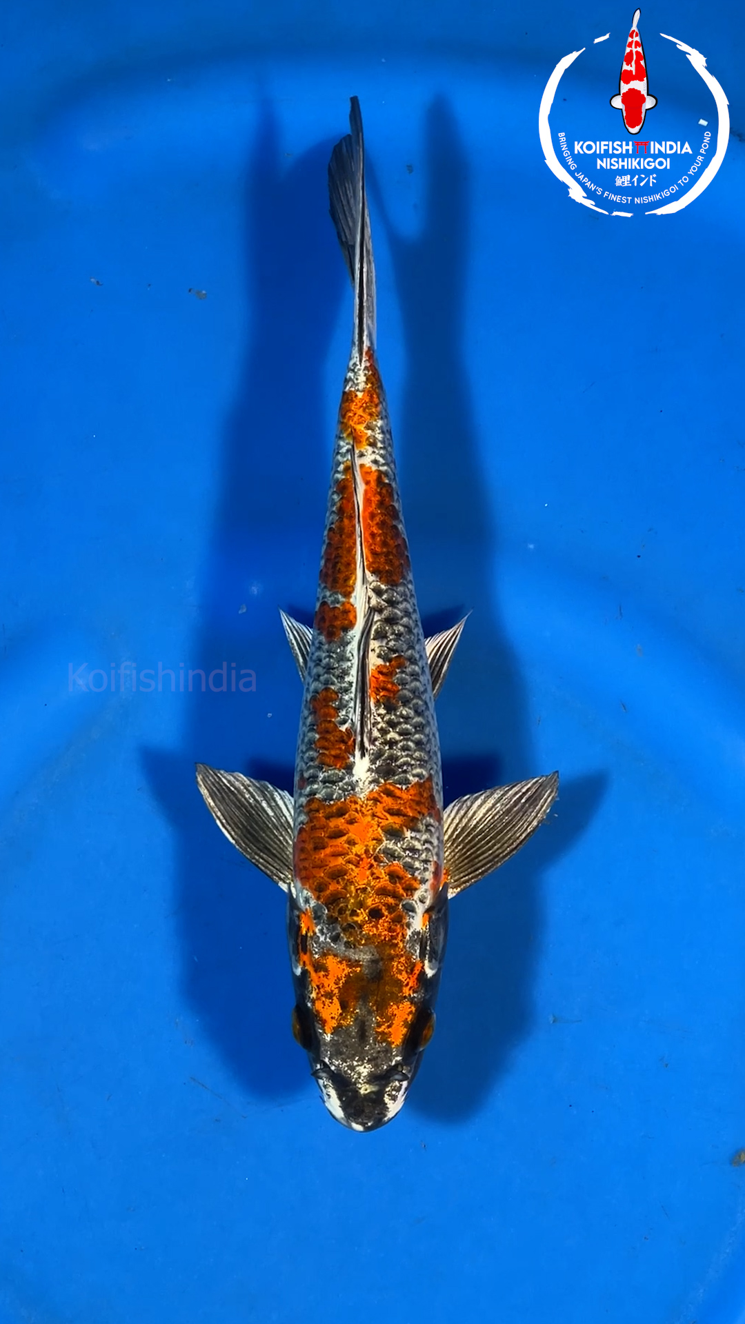 鯉印 Koi-Dogi skin BD Beni Ginga 33cm - NFP9 - 79 - Buy original Japanese Koifish online