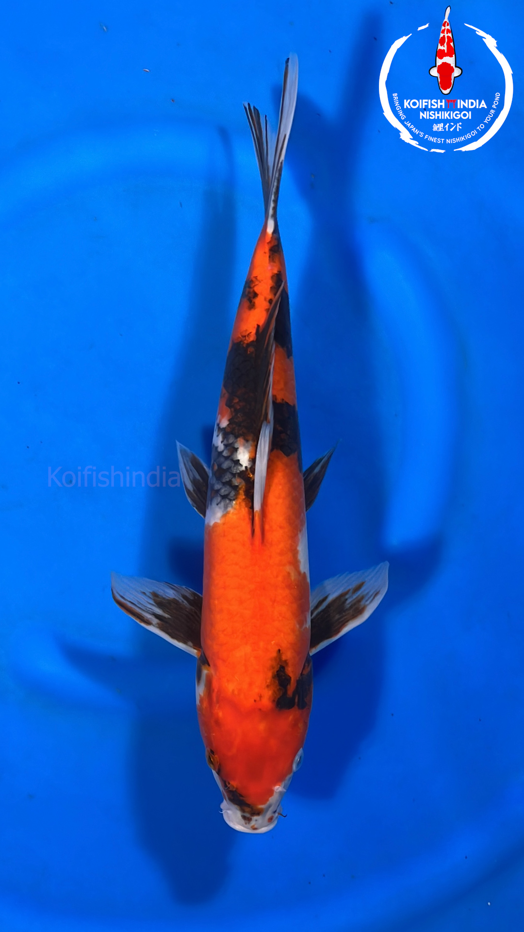 Showa 41cm NFP9 109 Buy original Japanese Koifish online in