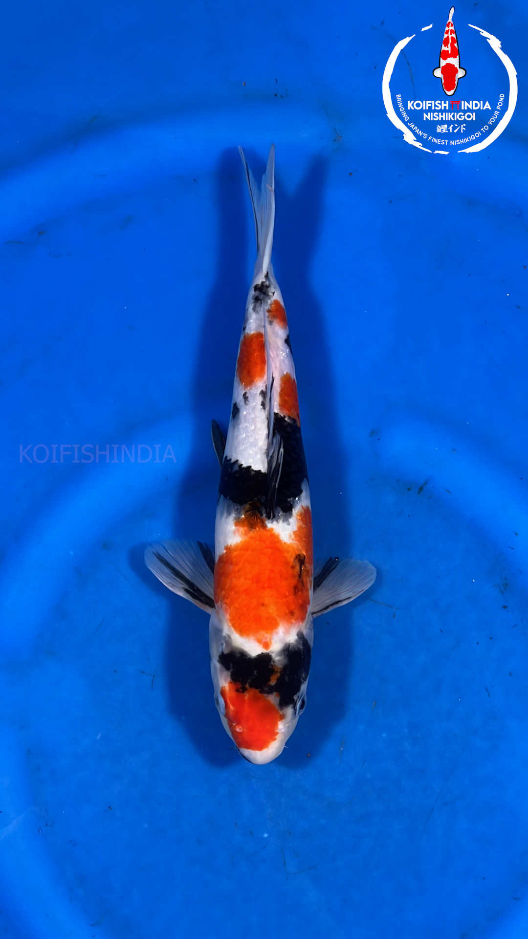 ISA Koi farm Showa 30cm Certified MFP7 16 Buy Japanese koi
