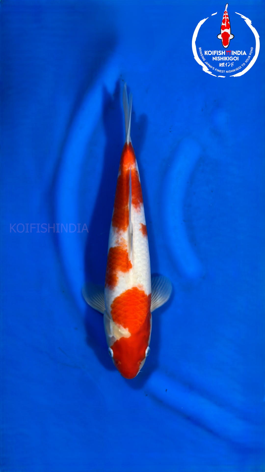 Kohaku 40cm MFP7 12 Buy original Japanese Koifish online in