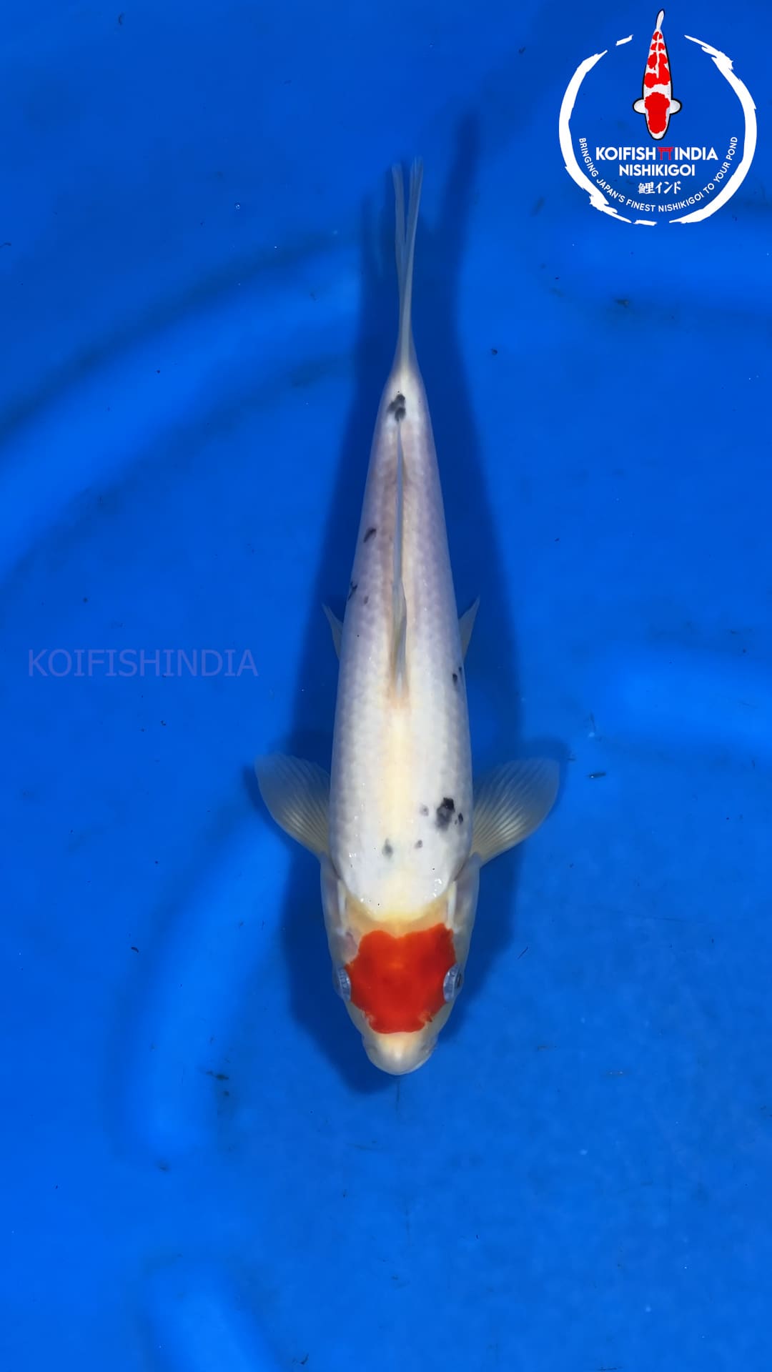 Buy Original Japanese Koi Fish Online In India buy-original-japanese-koi-fish-online-in-india
