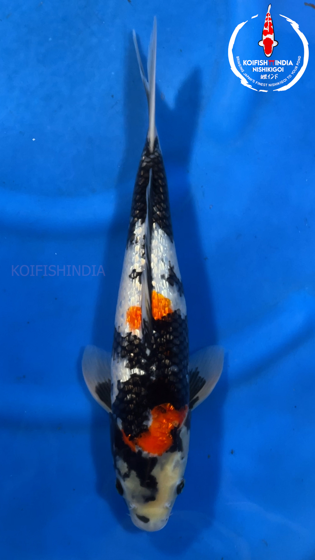 Ginrin Showa 40cm – Marusei Koi Farm (MFP6-67) Buy Imported