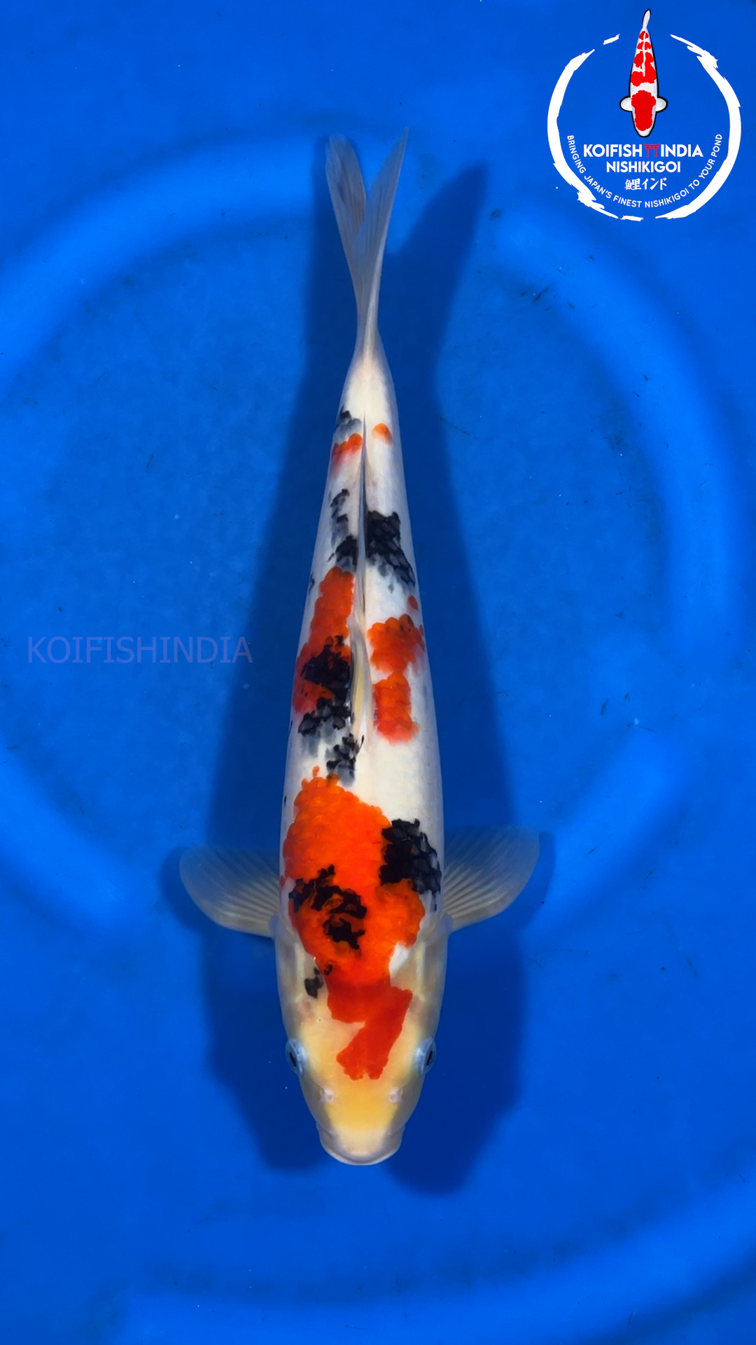 Sanke HQ 40cm – Marusei Koi Farm (MFP6-114) Buy Imported - Main Image