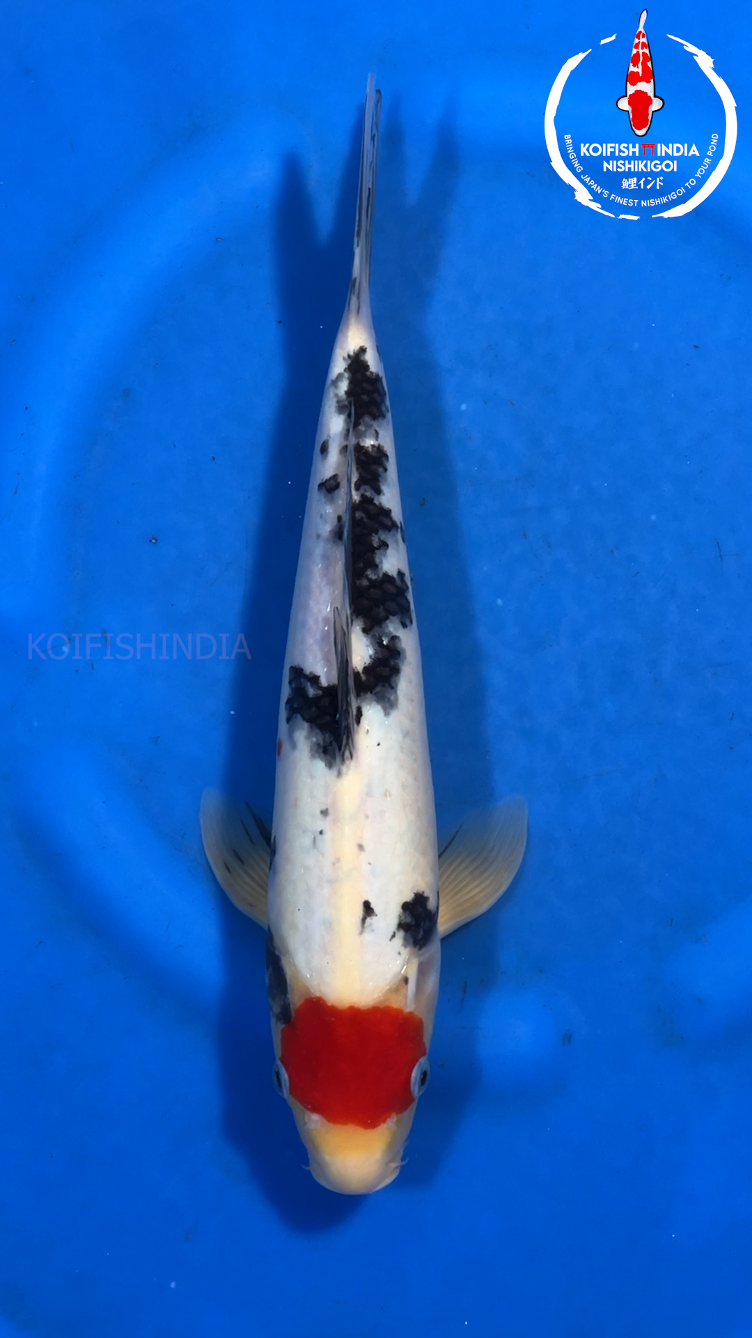 Tancho Sanke 35cm – Marusei Koi Farm (MFP6-128) Buy Imported