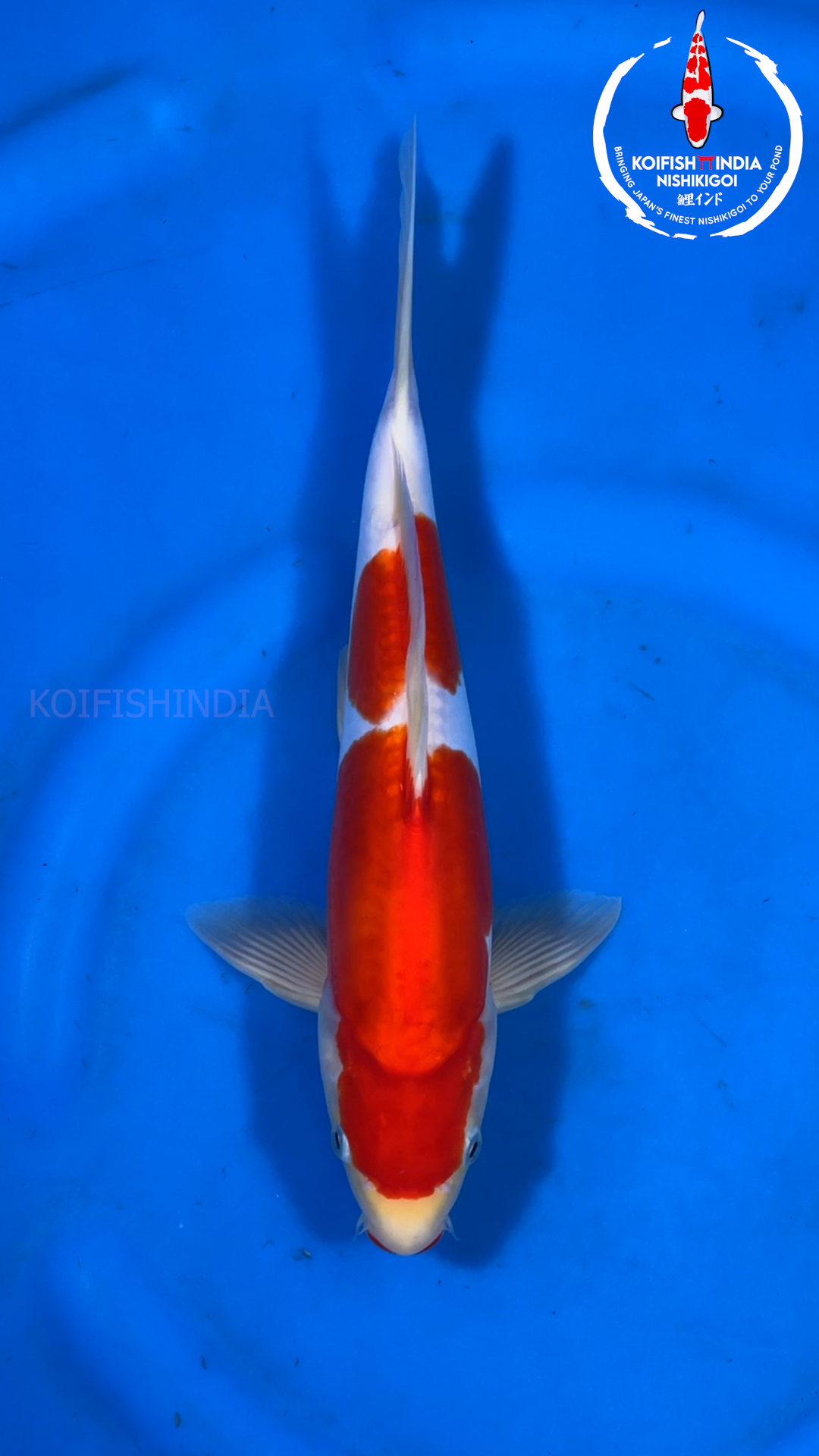 Doitsu Kohaku 34cm – Shinoda Koi Farm (NFP5-2) | Buy Imported