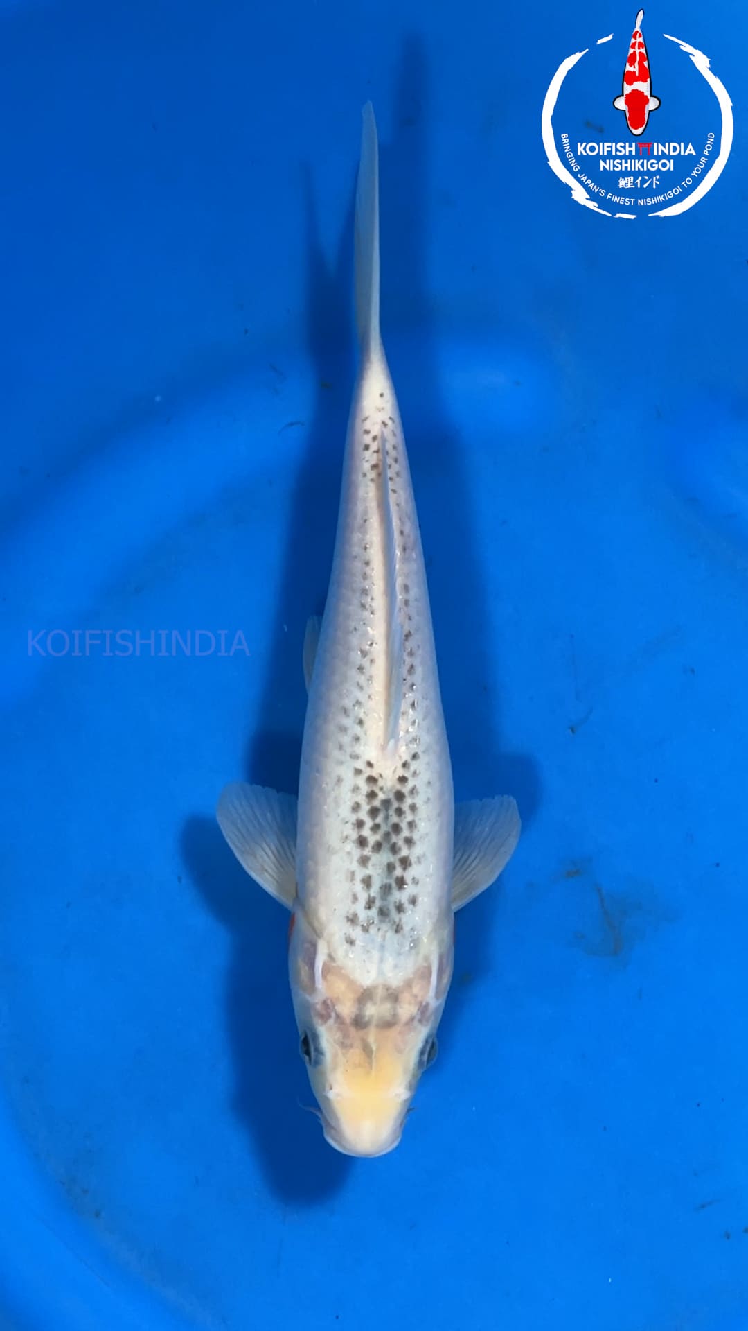 Buy Original Japanese koi fish Online in India