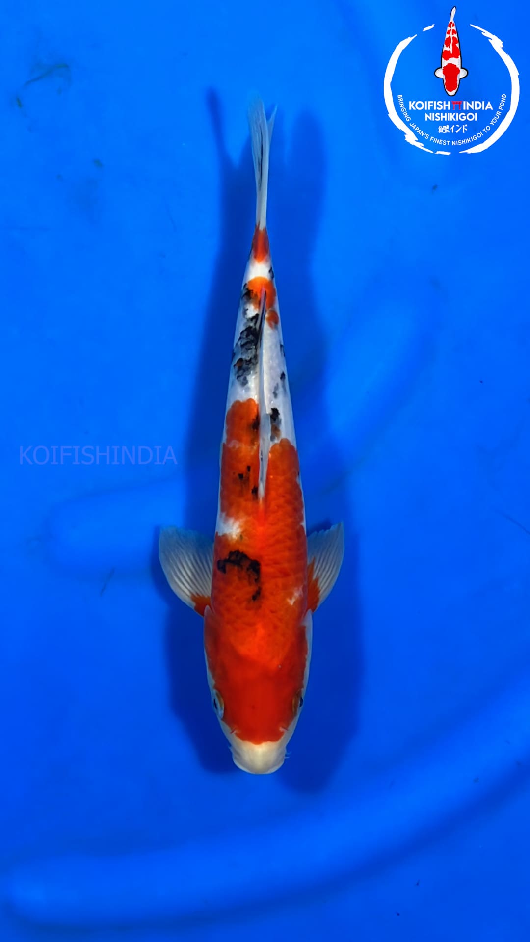 buy-original-japanese-koi-fish-online-in-india