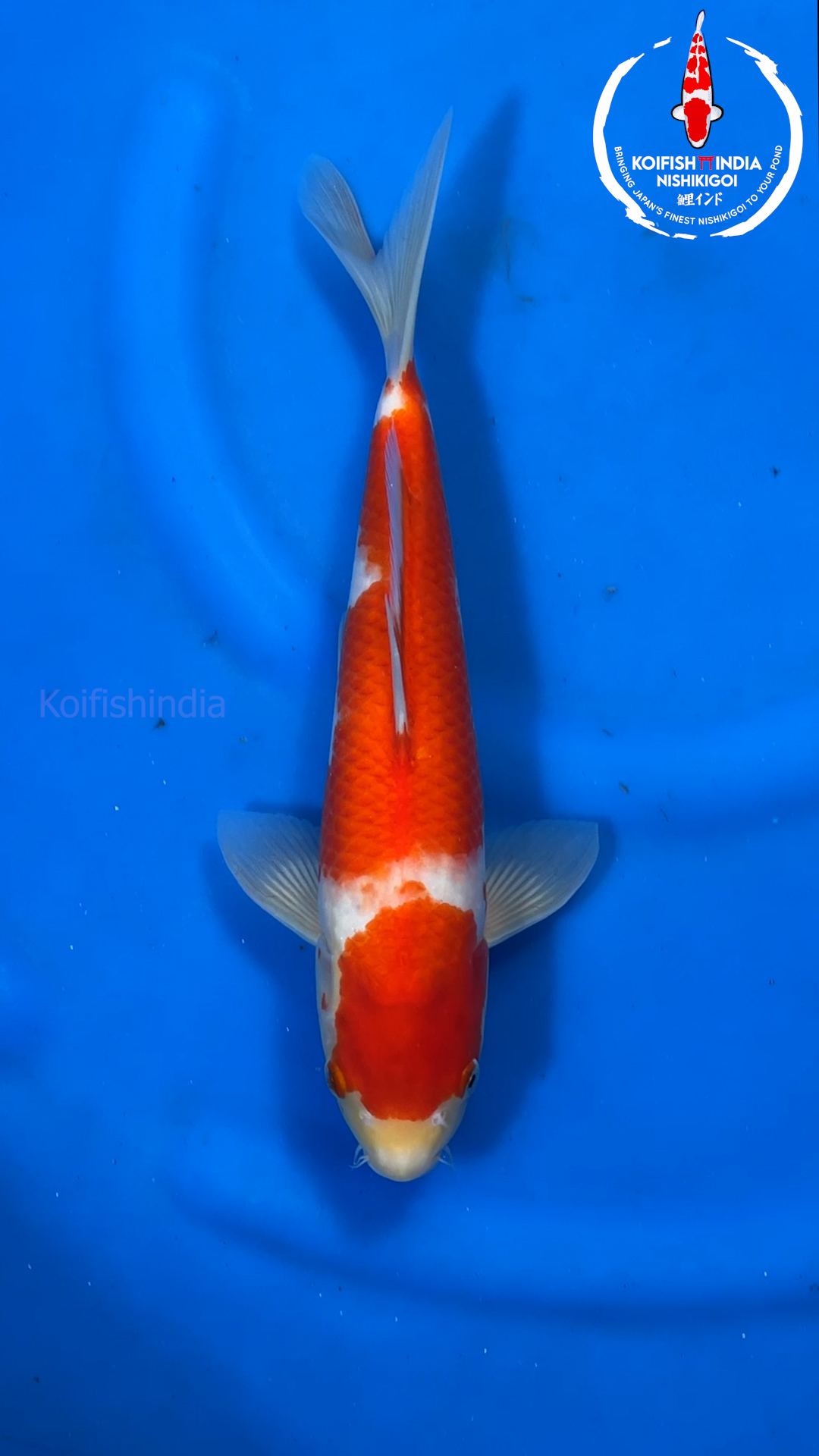 Buy Japanese Koi fish online in India