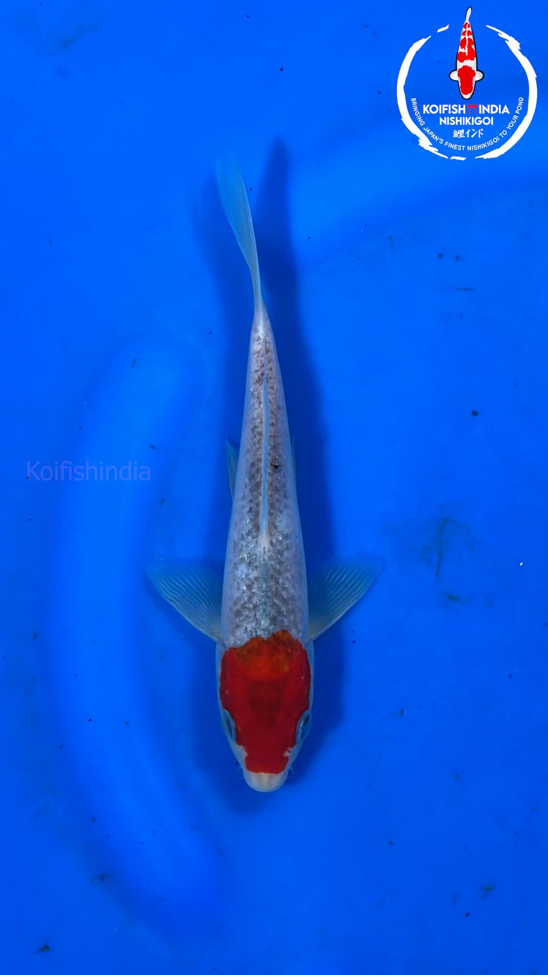 Buy Original Japanese Koi Fish Online In India buy-original-japanese-koi-fish-online-in-india